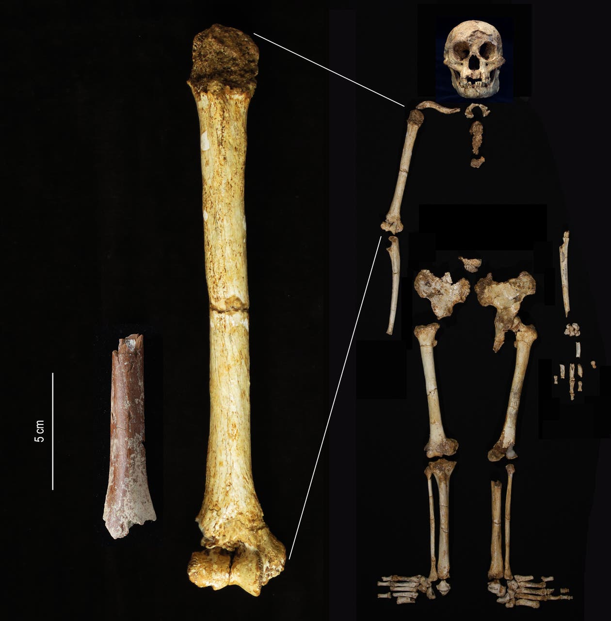 Tiny adult limb bone fossil sheds light on origin of ancient ‘Hobbit ...