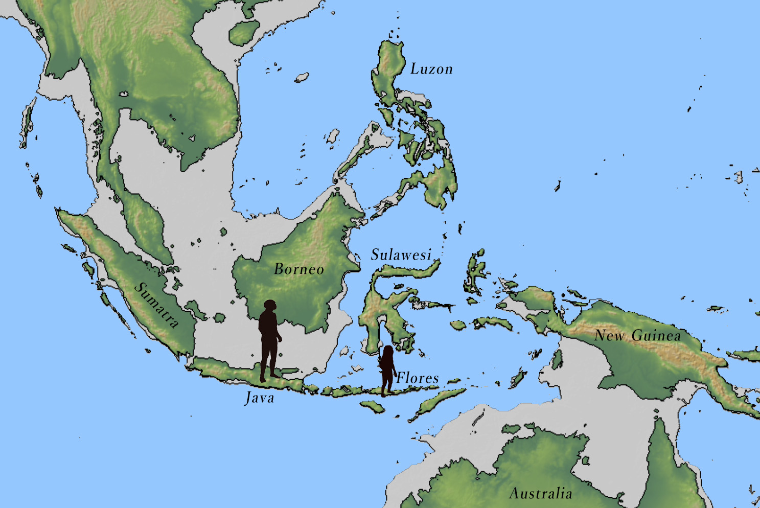 Discovery locations of Homo erectus in Java and Homo floresiensis in Flores, both in Indonesia