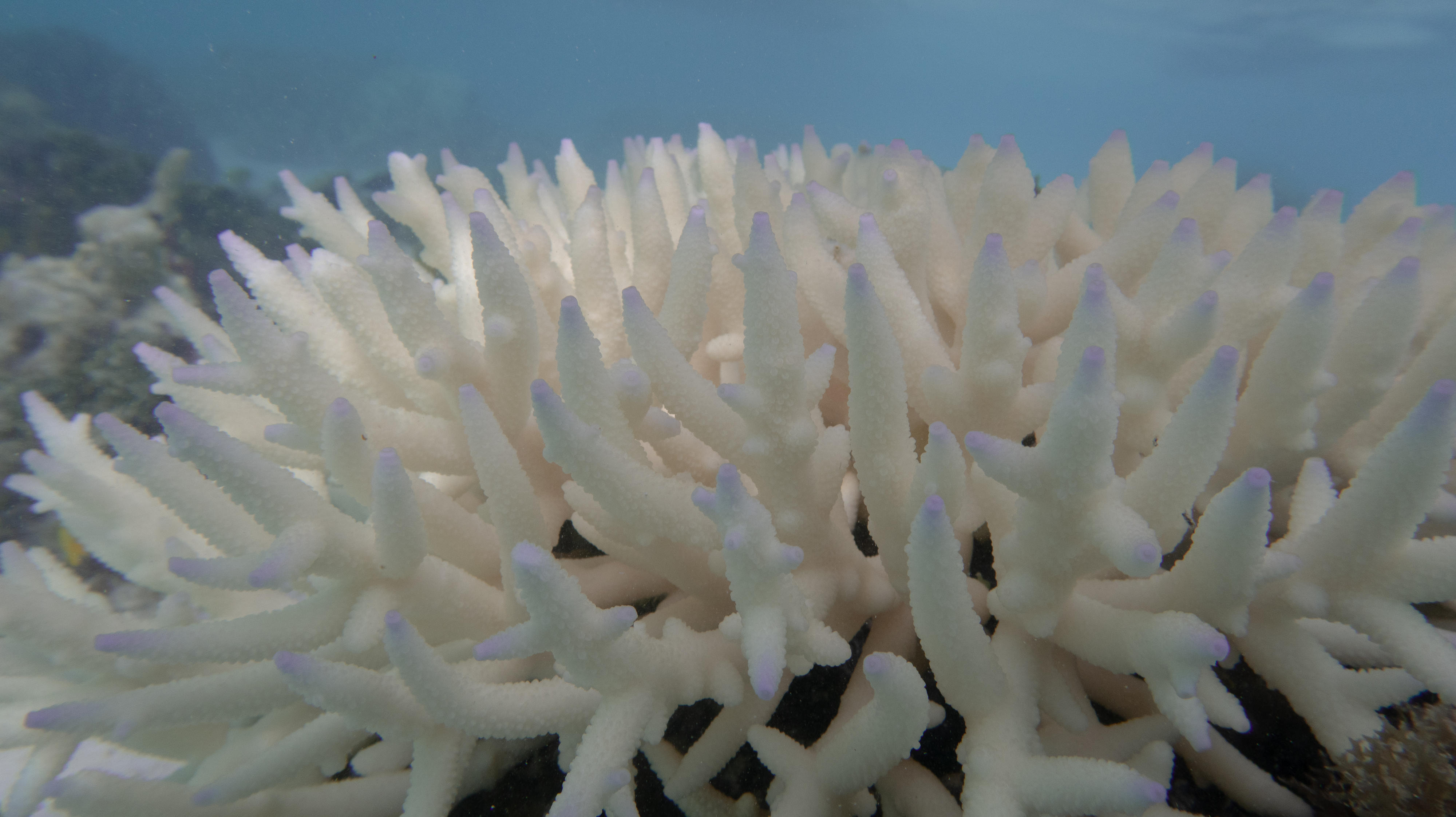 Close of up white, bleached coral 