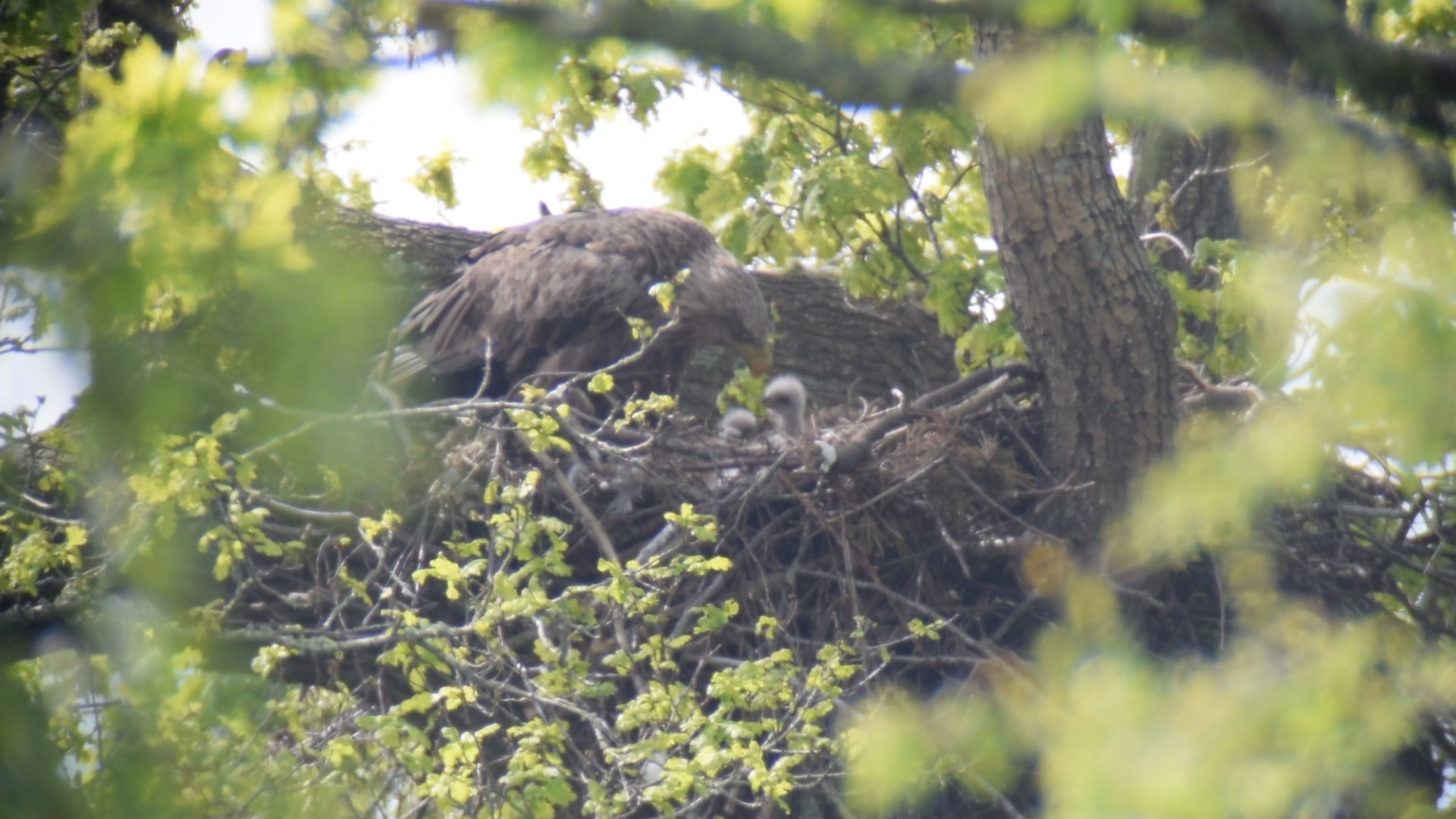 The white tailed eagle chicks in their nest with one of their parents