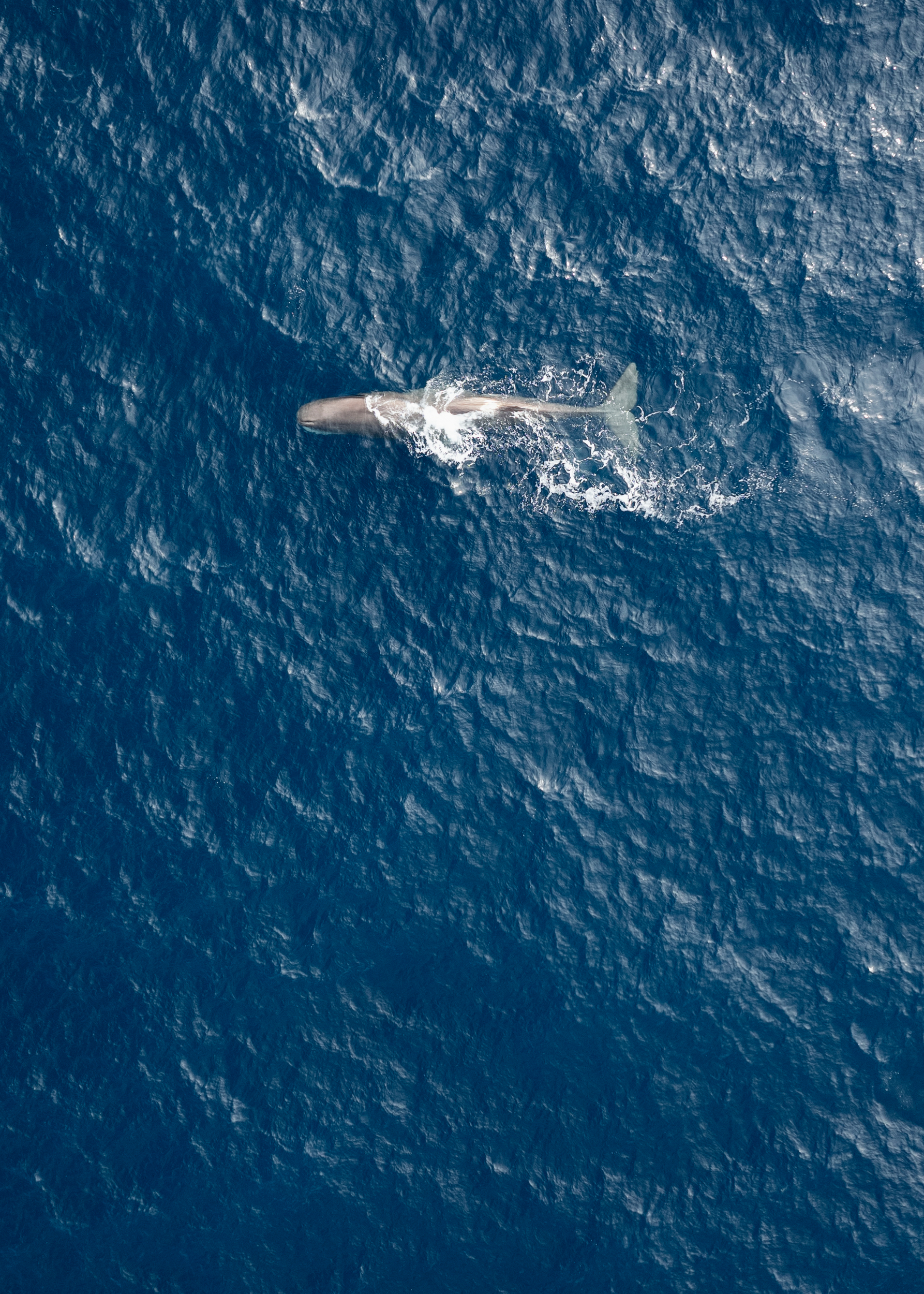 Aerial shot of a sperm whale swimming in the sea