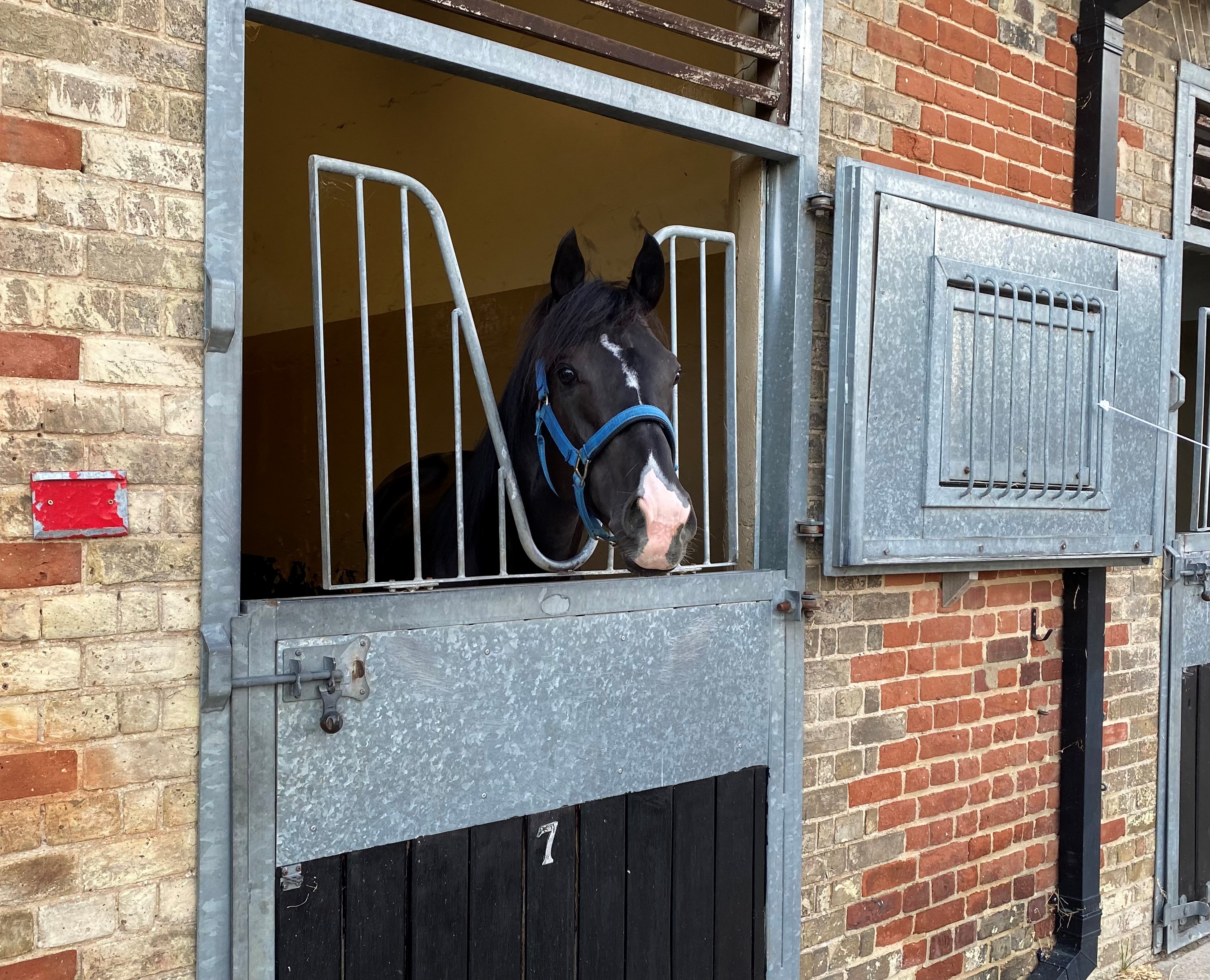 Durezza is in Newmarket ahead of his trip to York next week 