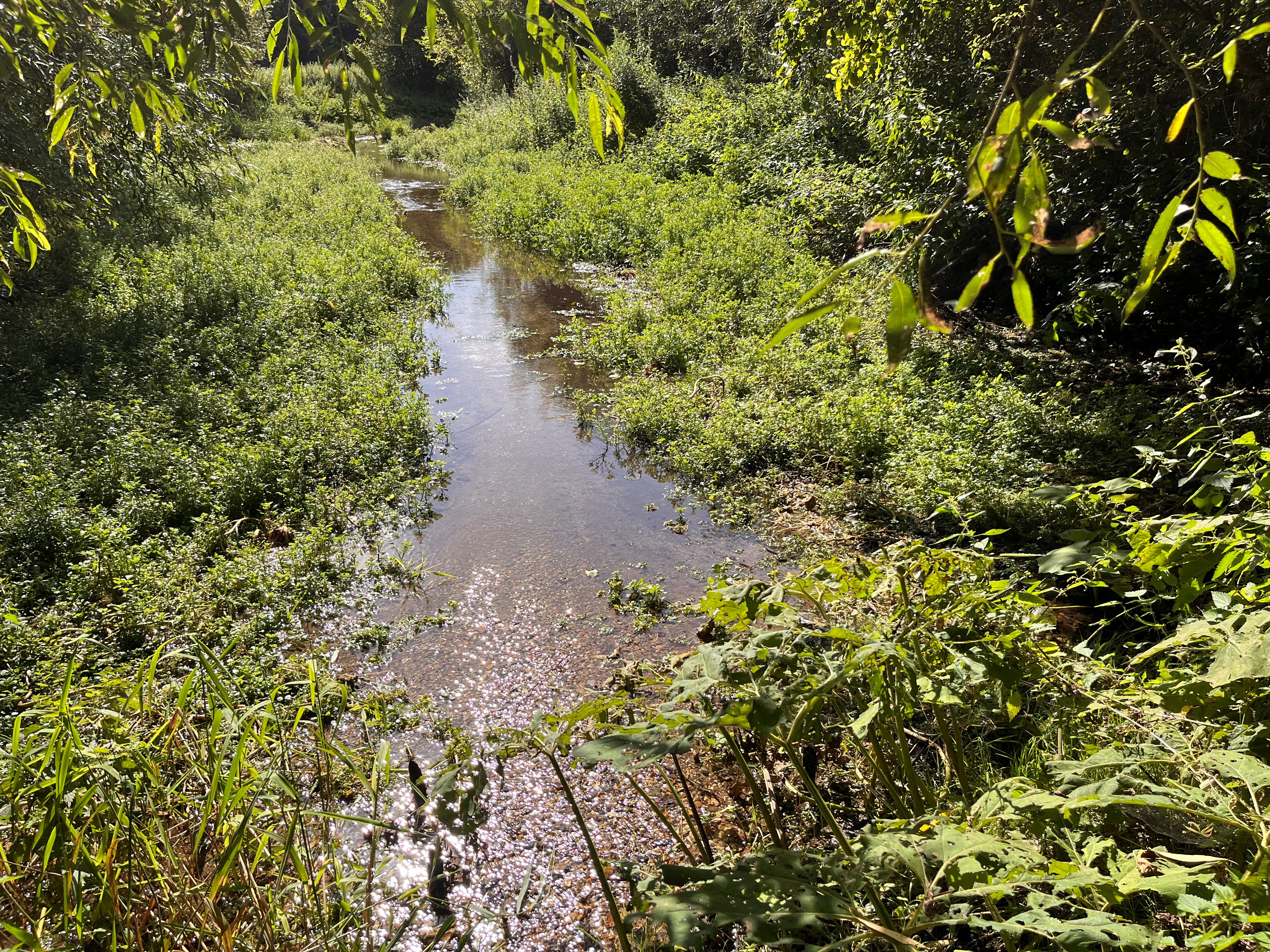 A spring-fed lagoon by the River Lea, with a water channel surrounded by vegetation