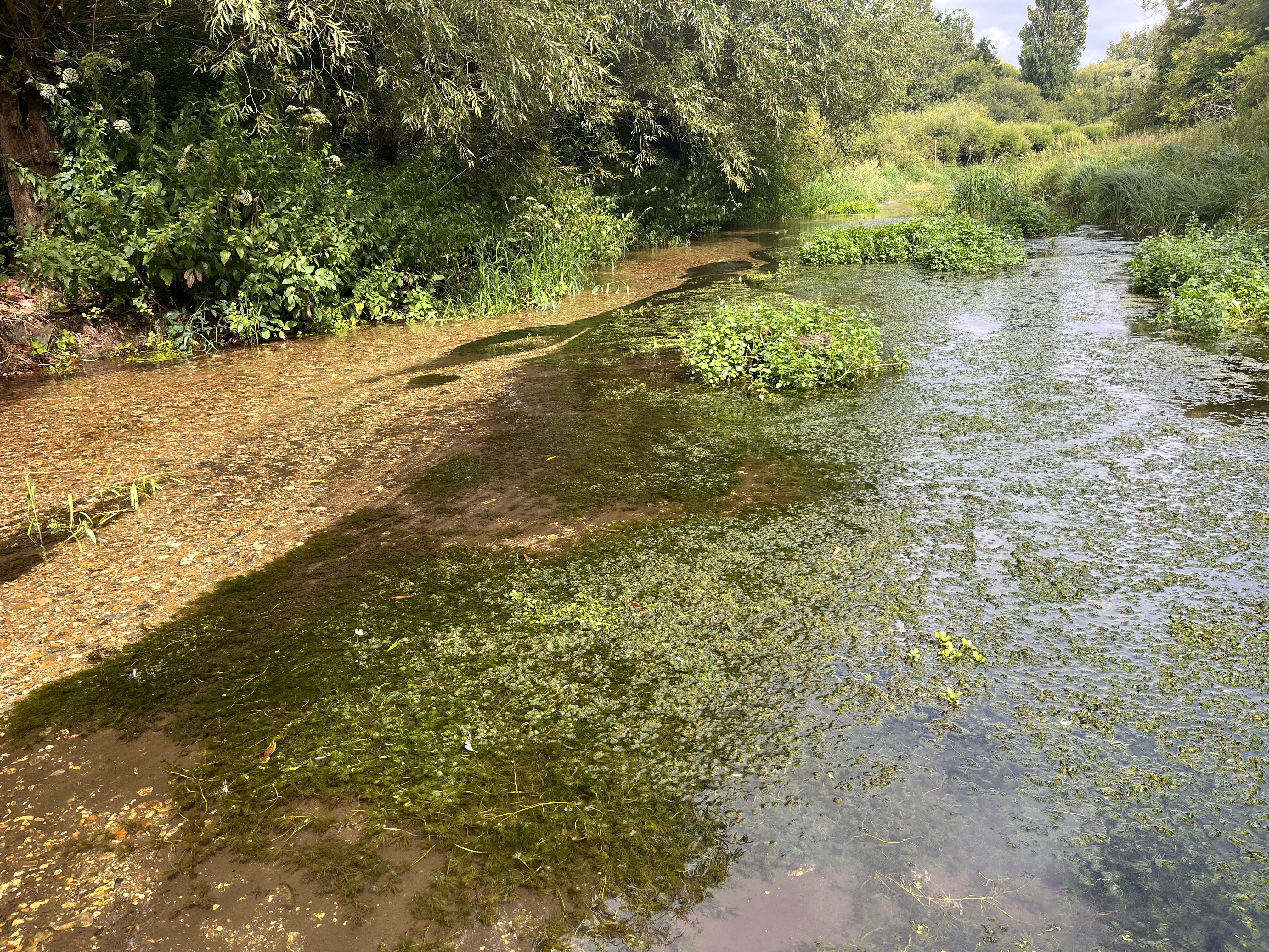 Gravel can be seen through the clear shallow water of the lagoon at Lemsford Springs