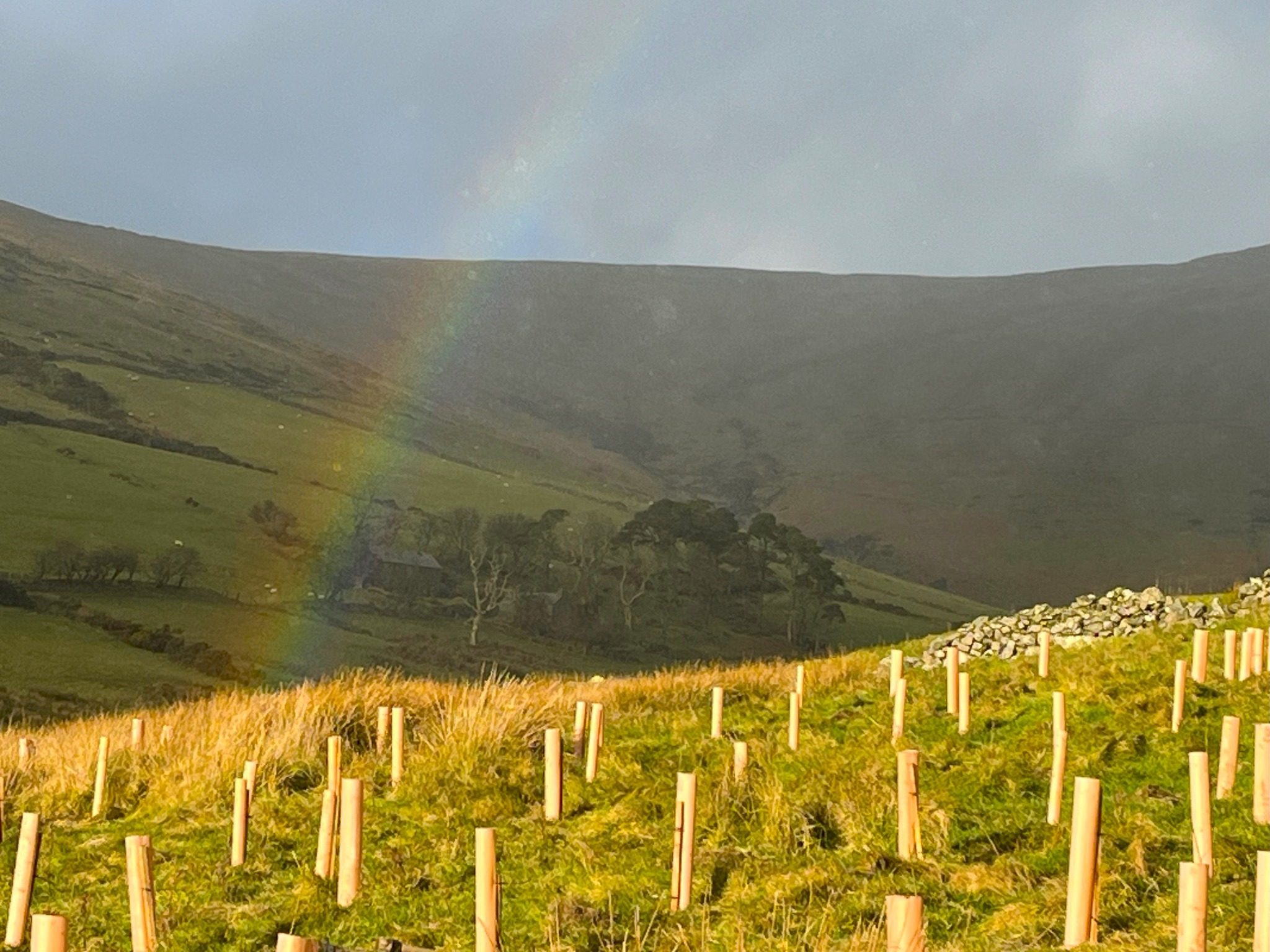 Trees planted on hillside at Creg y Cowin with rainbow 