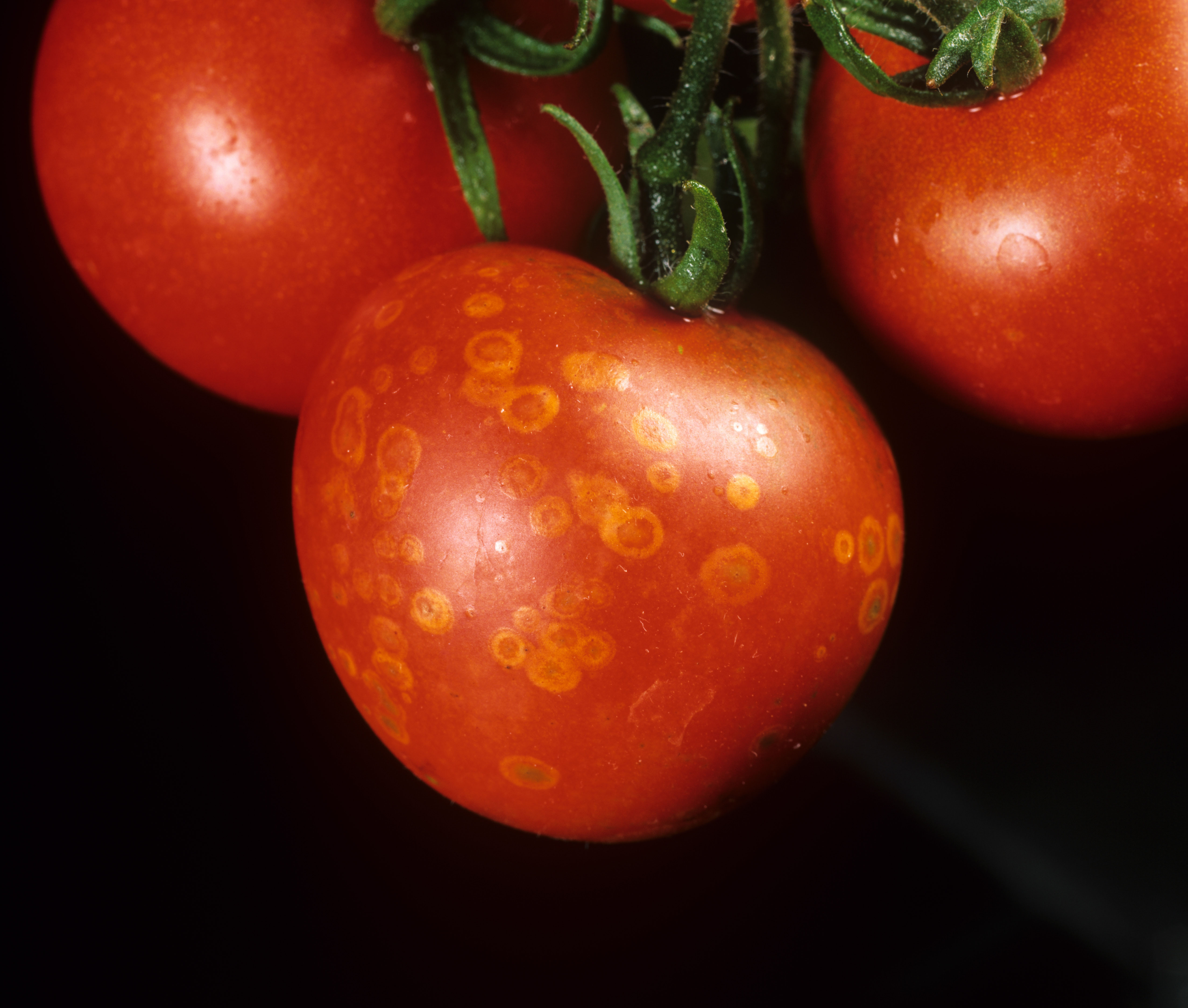 Tomato ghost spot (Alamy/PA)