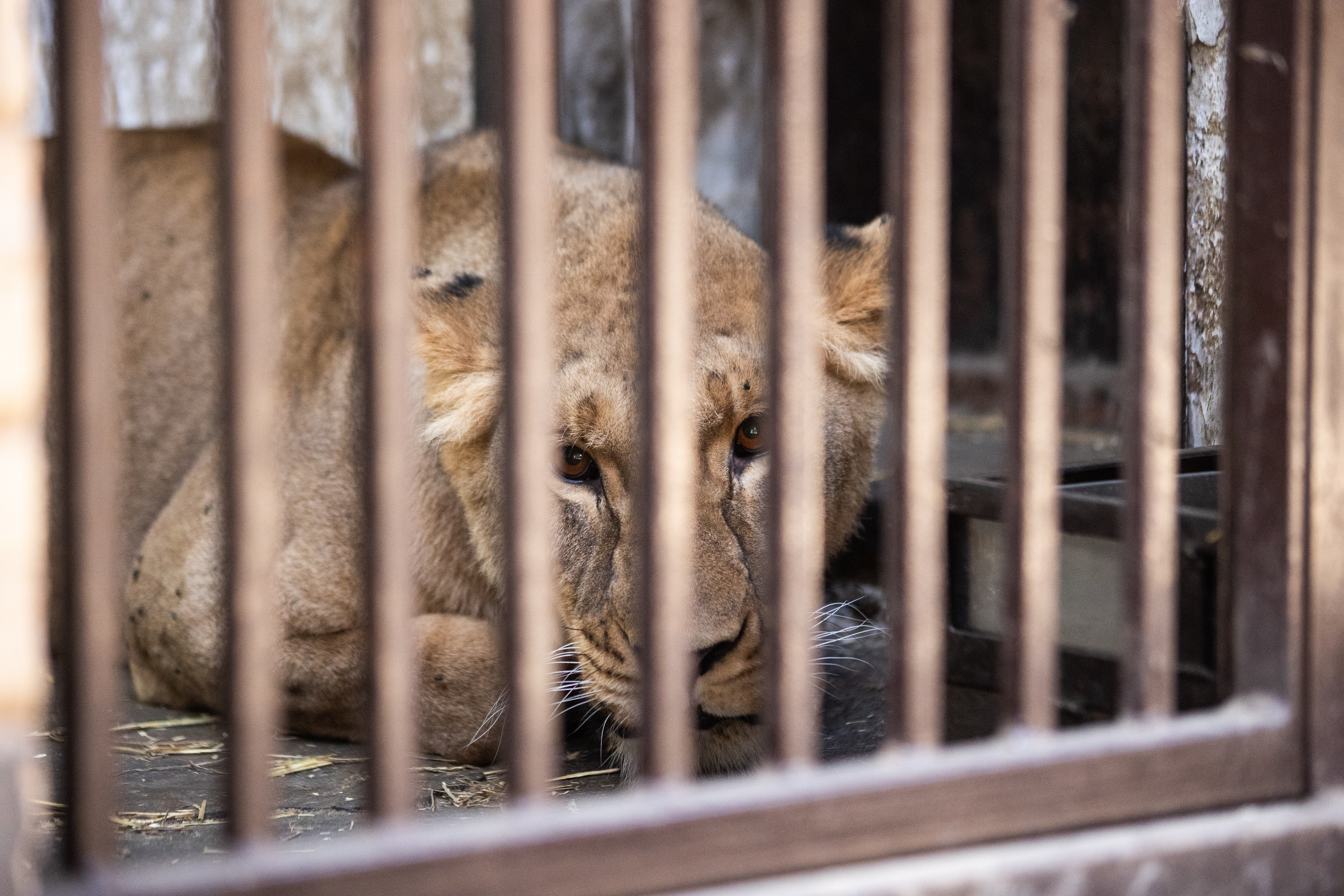 Lion in a cage