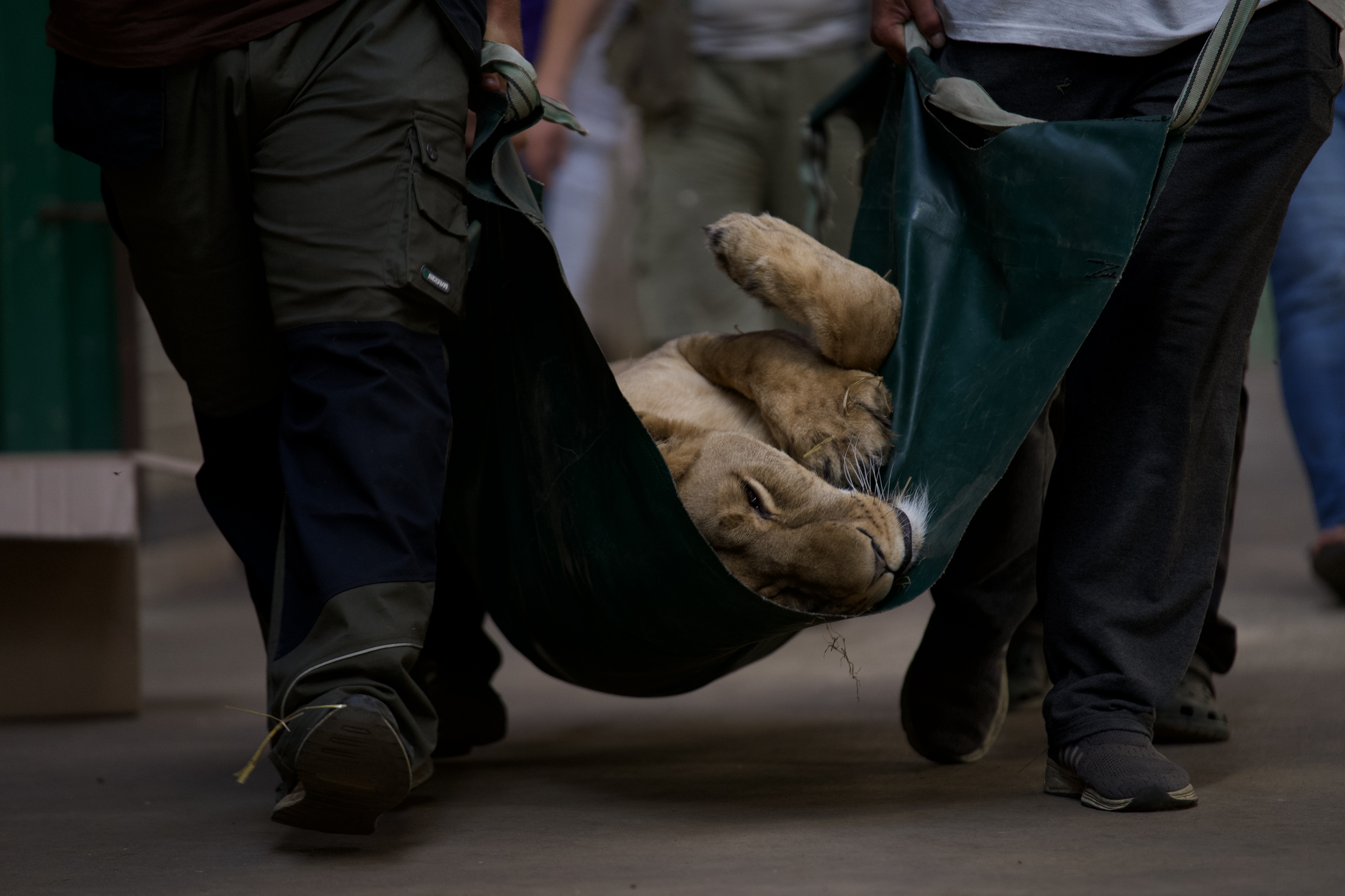 Lioness being carried in tarpaulin