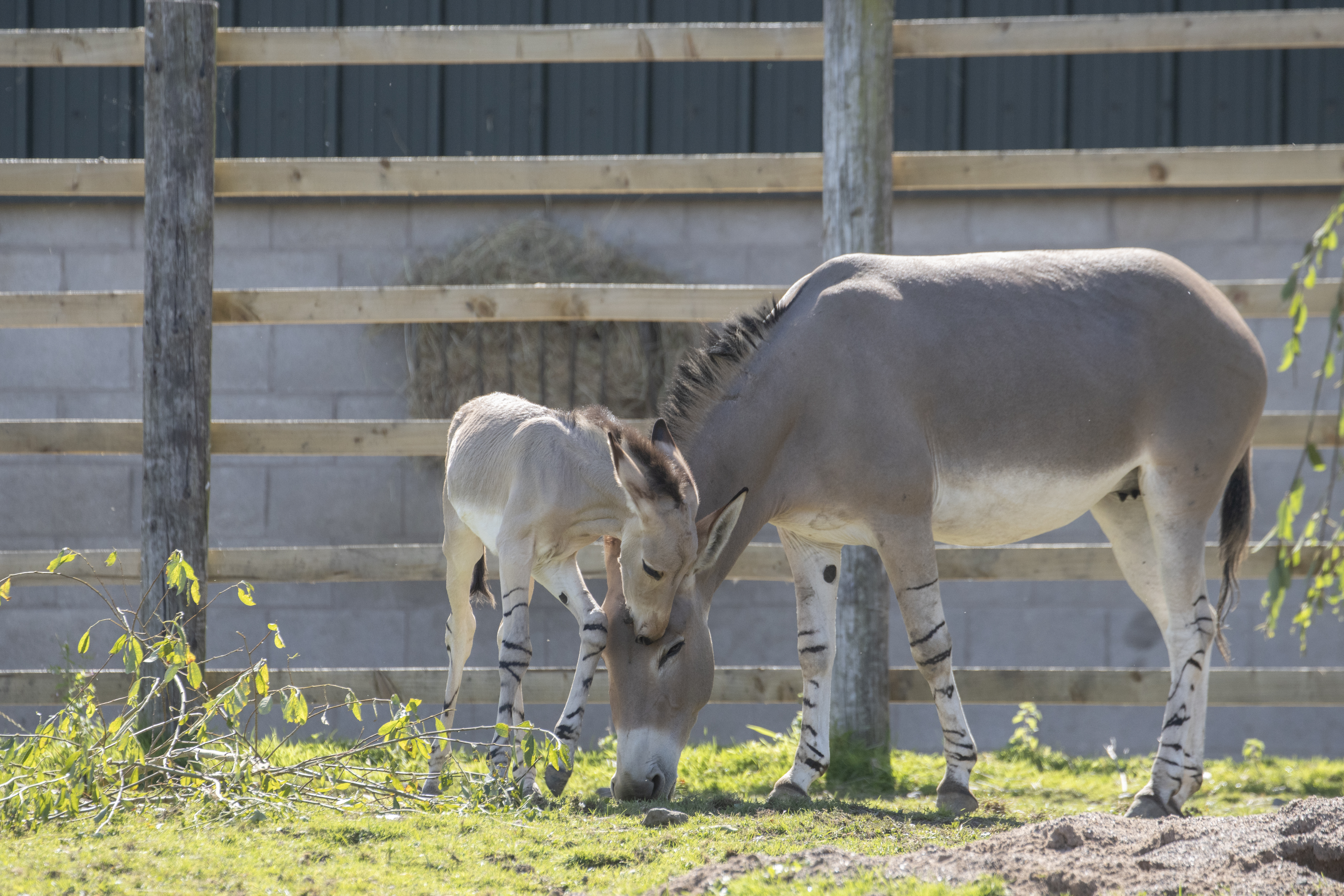 Somali wild ass foal with its mother