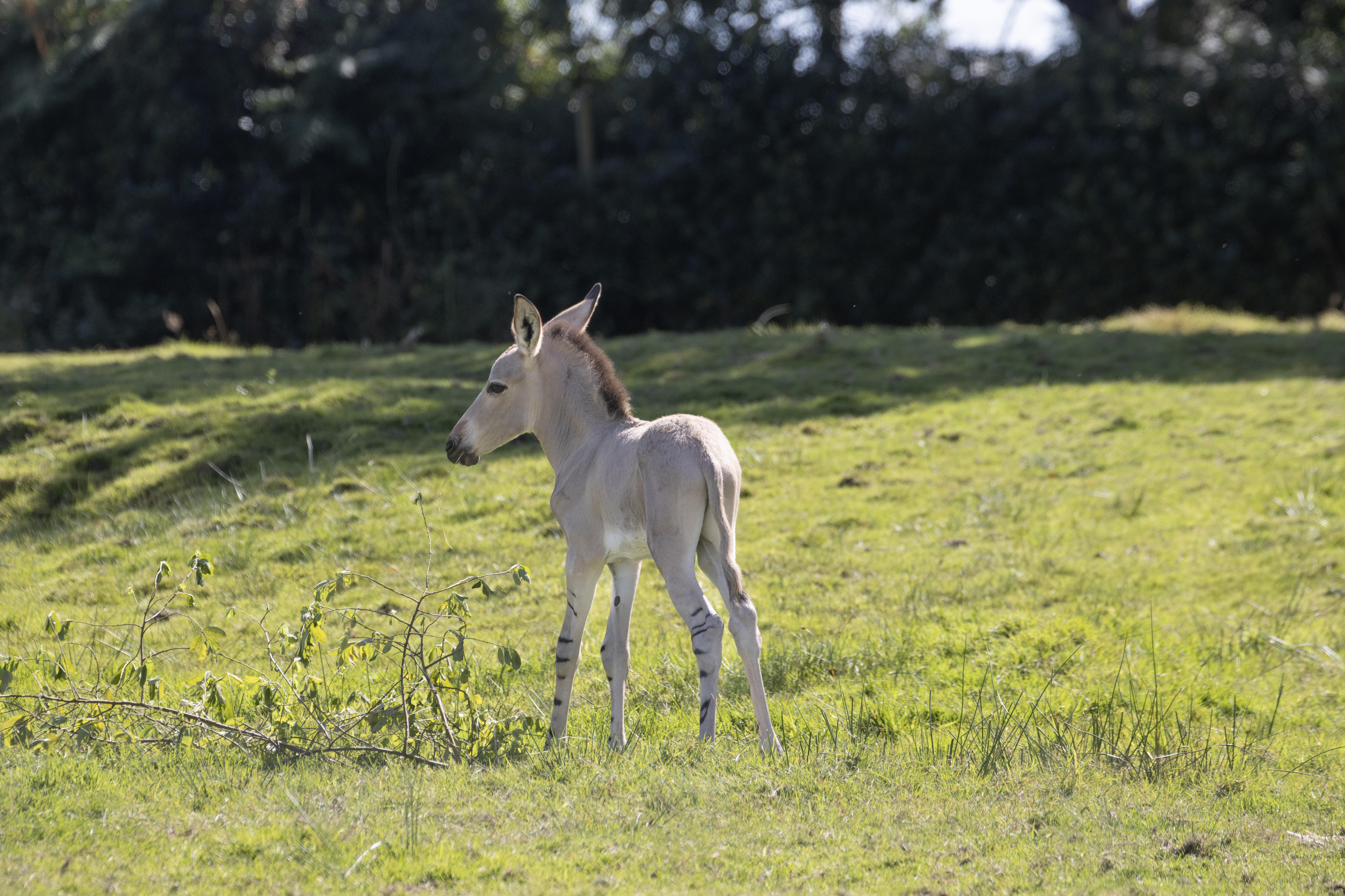 A Somali wild ass foal in a field