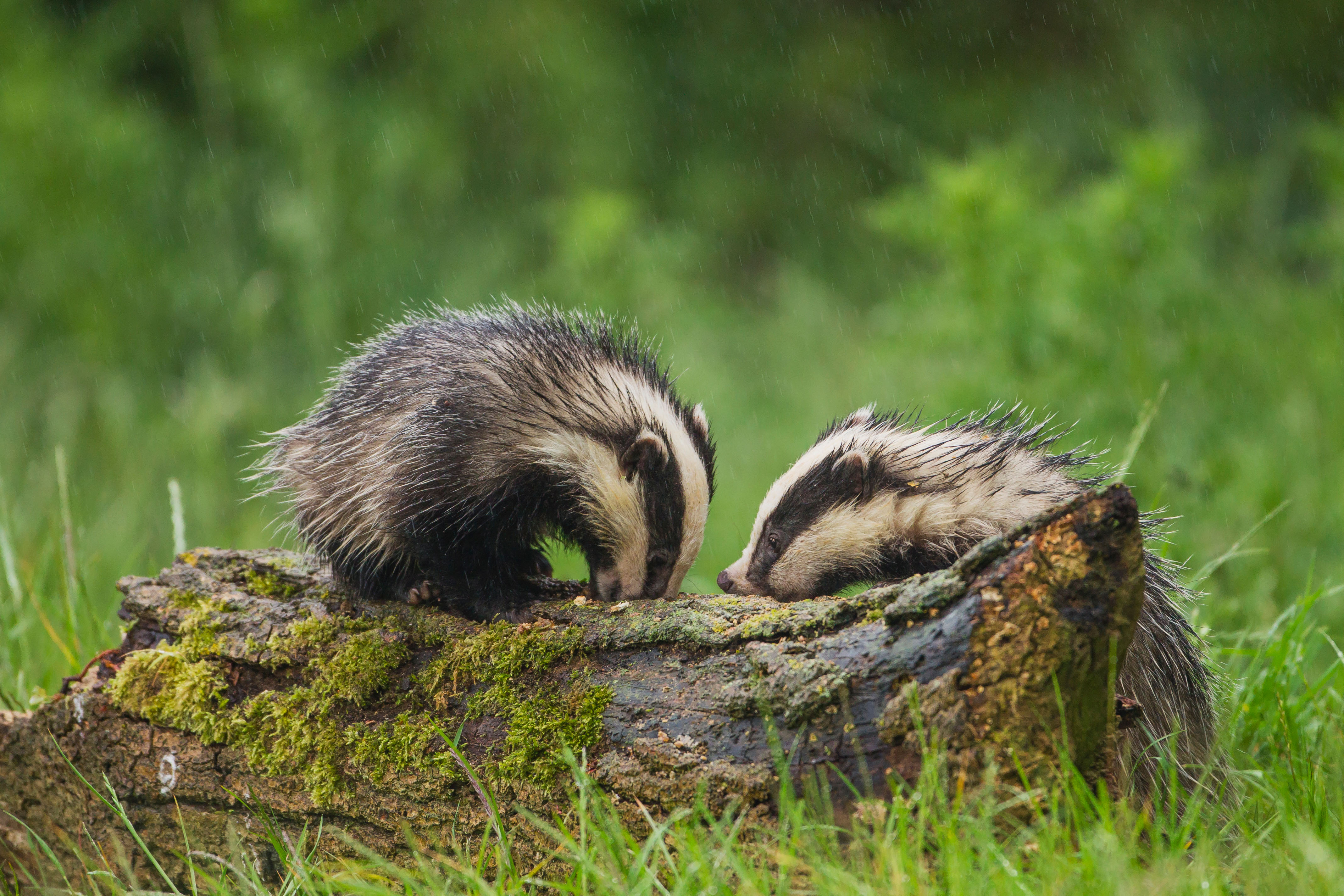 Two badgers feeding on a log in the rain