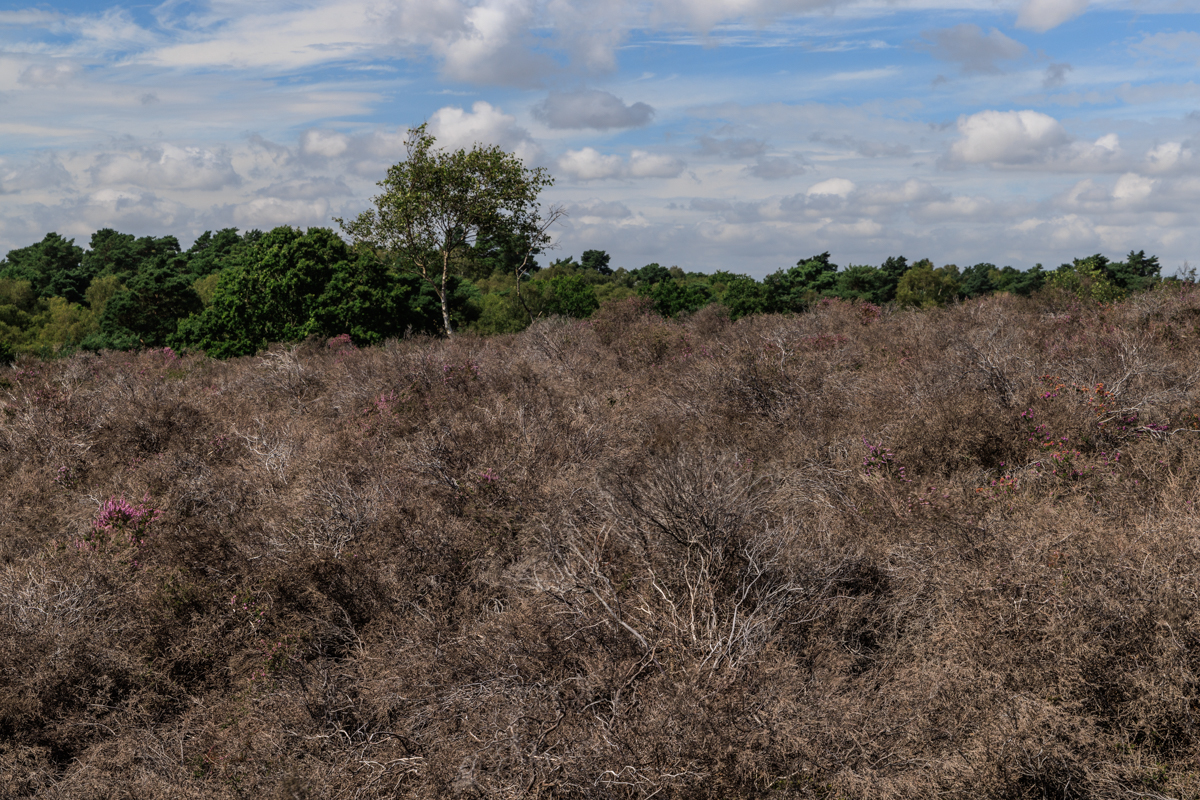 The heathland in 2023, after the extreme heat and drought of 2022. (Justin Minns/ National Trust Images/ PA)