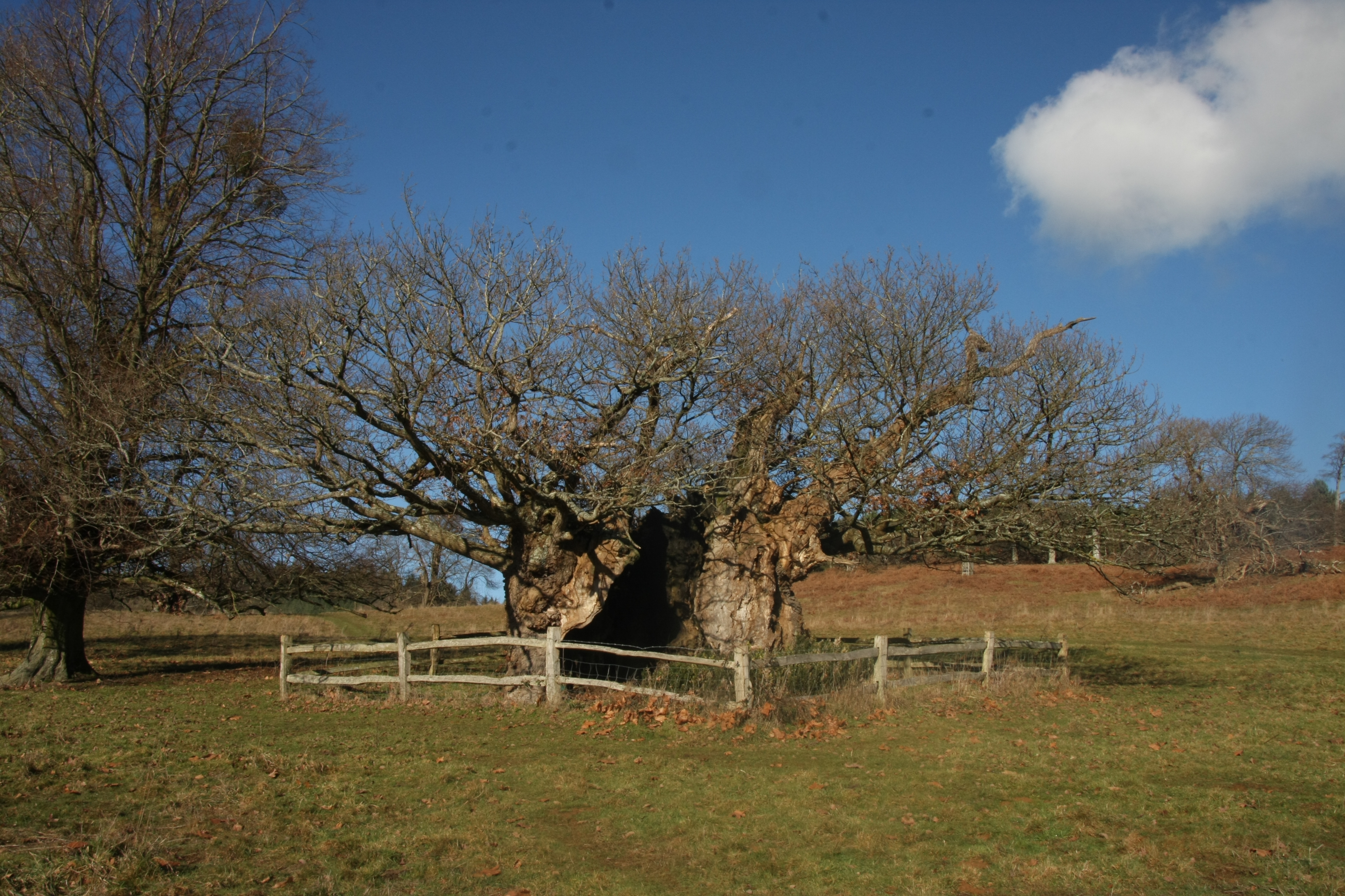 The hollow trunk and bare branches of the Queen Elizabeth oak, surrounded by a fence