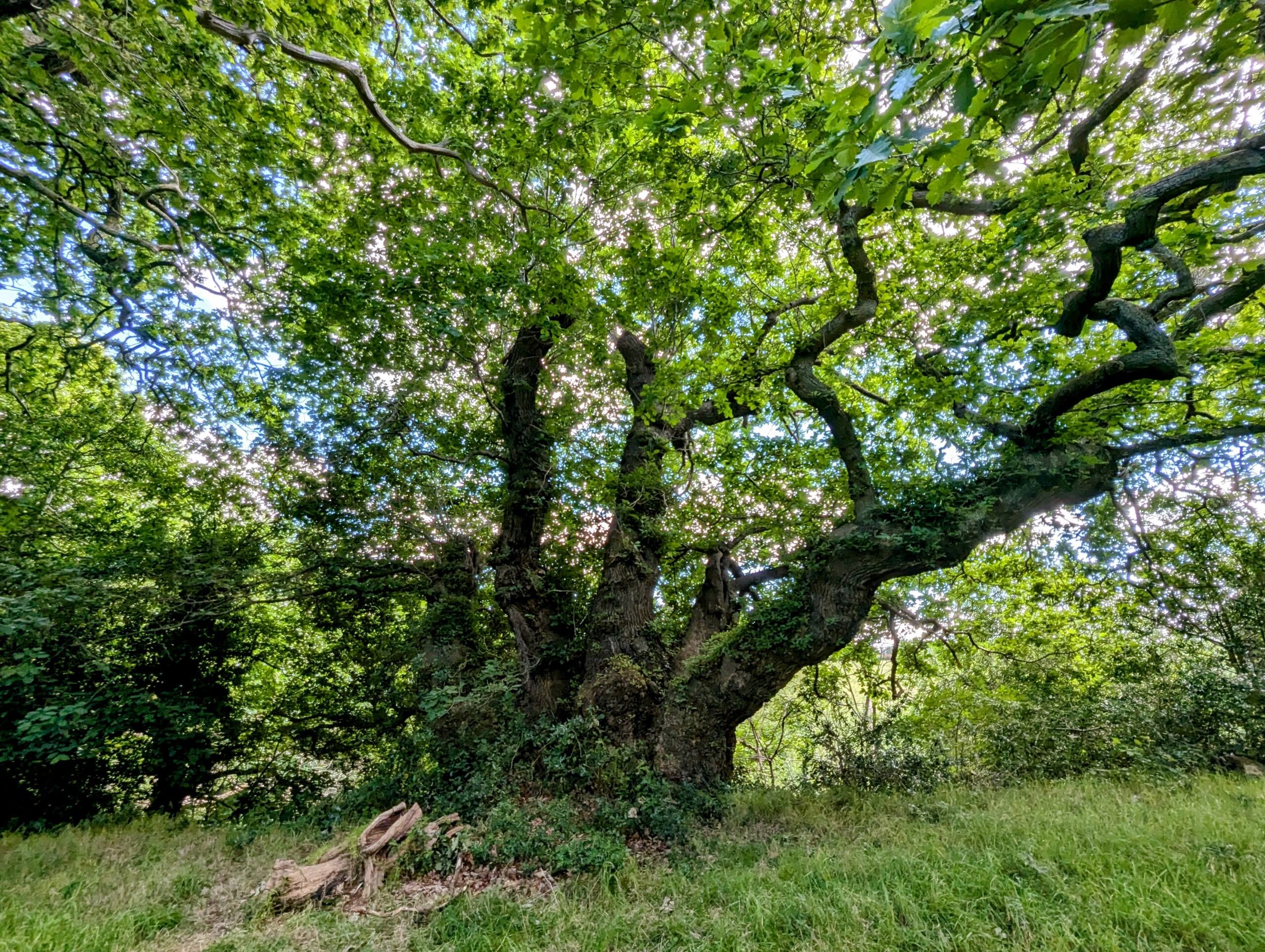 The Michael oak with numerous stems coming up from the ground