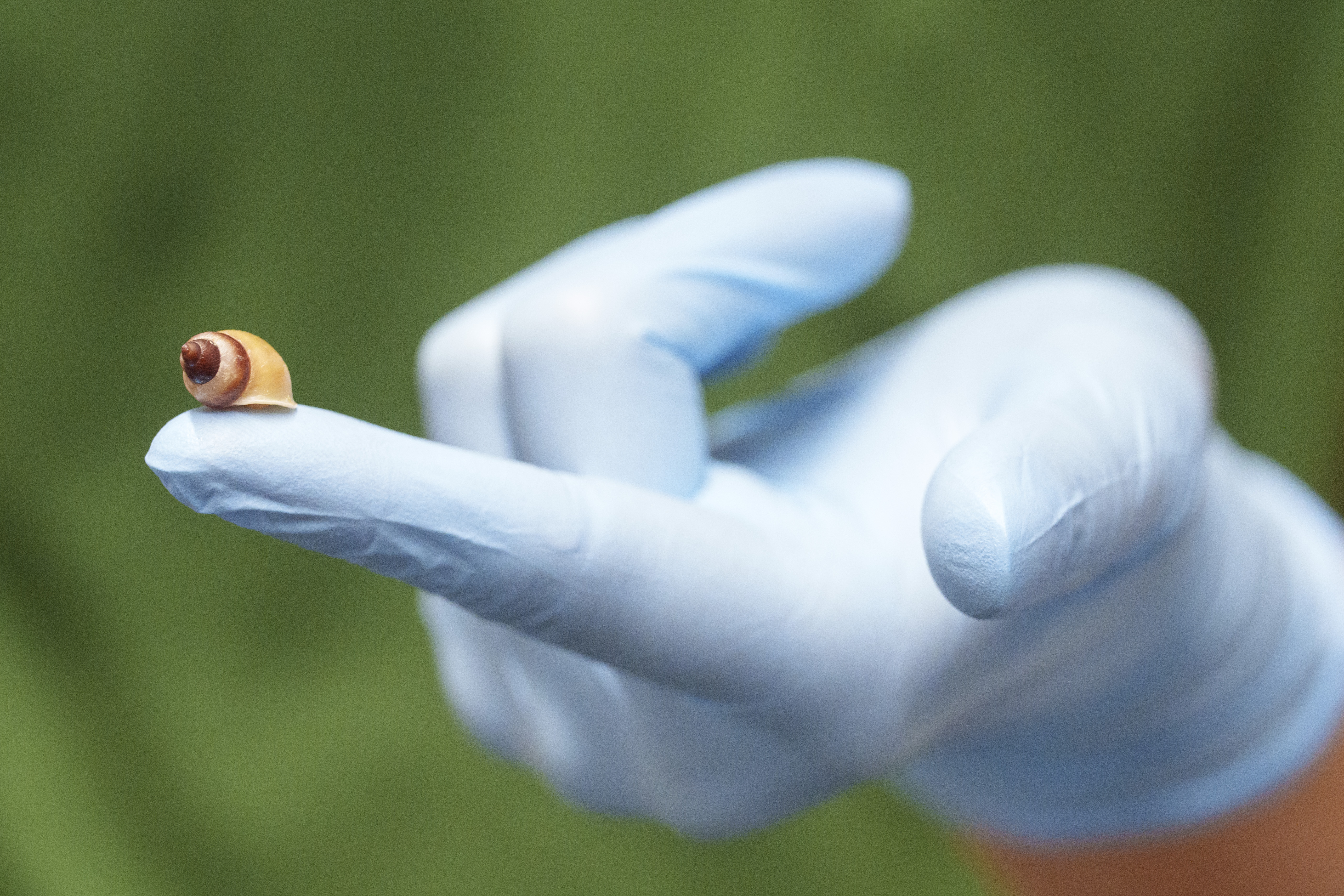 Zookeeper Lucy Herbert prepares to weigh a Partial Snail 