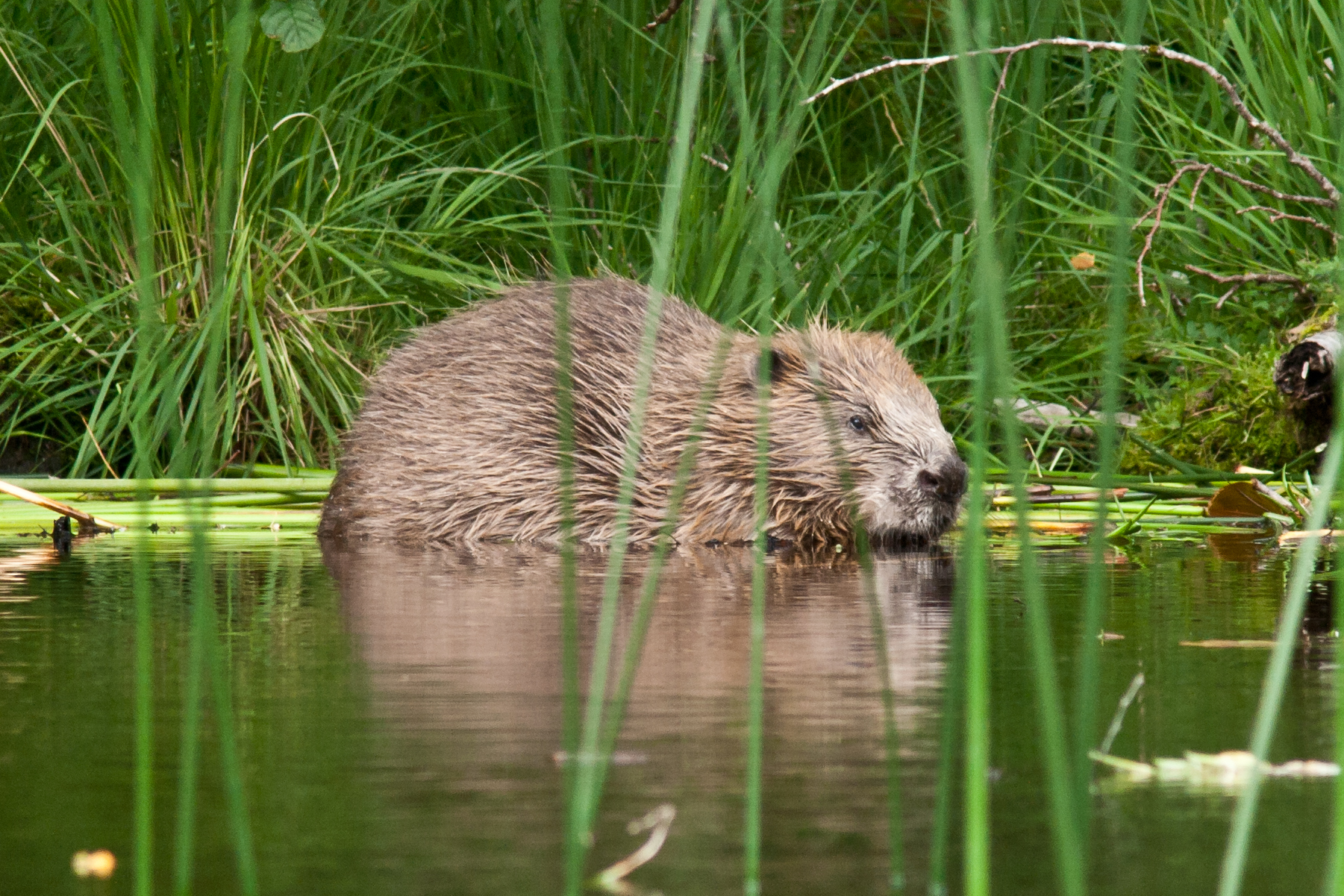 Adult beaver at Knapdale, Scottish Wildlife Trust