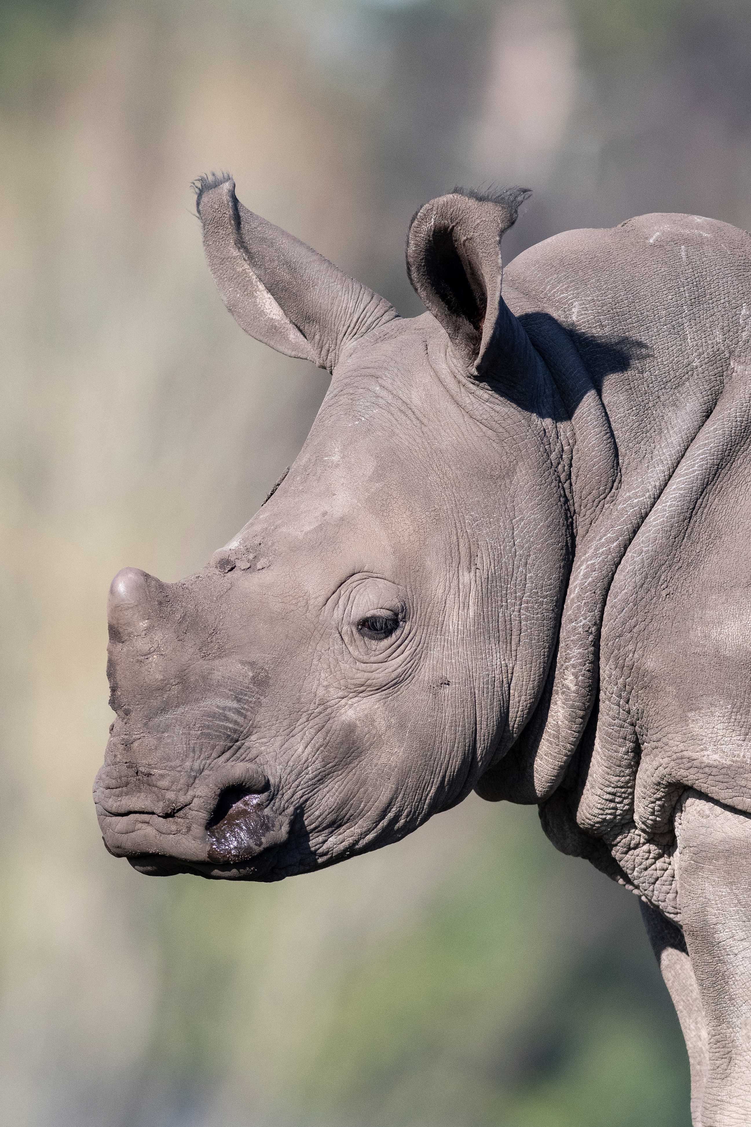 close up of rhino