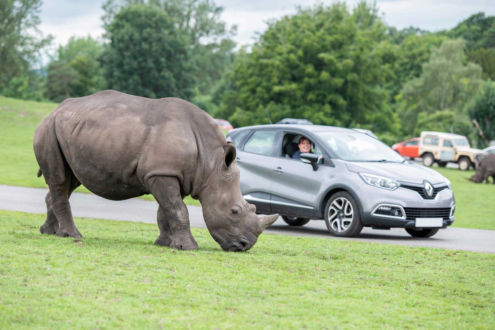 rhino with car in background