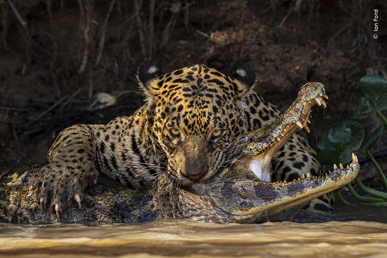 The moment a jaguar delivers a fata bit to a caiman in the Pantanal. (Ian Ford/Wildlife Photographer of the Year)