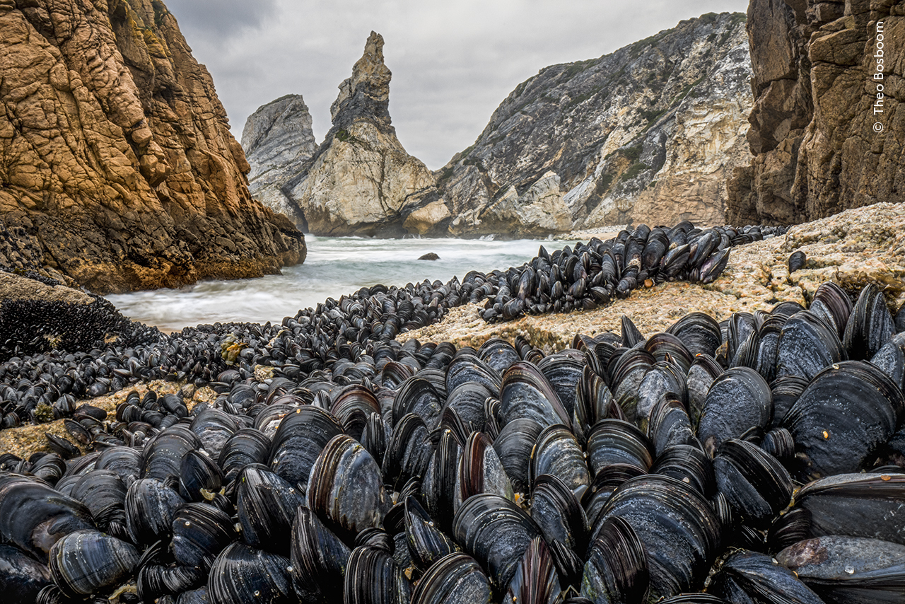 Theo Bosboom shows how mussels bind together to avoid being washed away from the shoreline