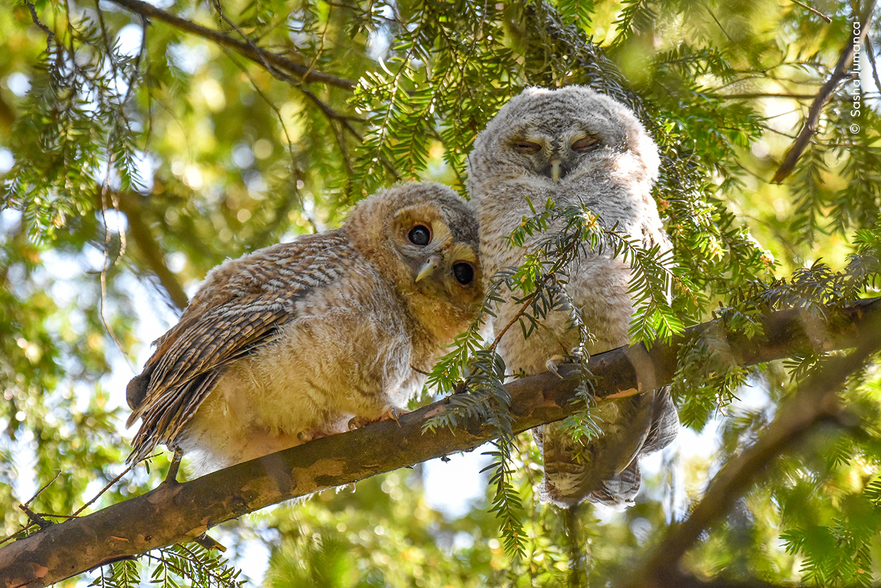 Young photographer Sasha Jumanca finds two tawny owlets curiously watching people walk by in Munich, Germany. 