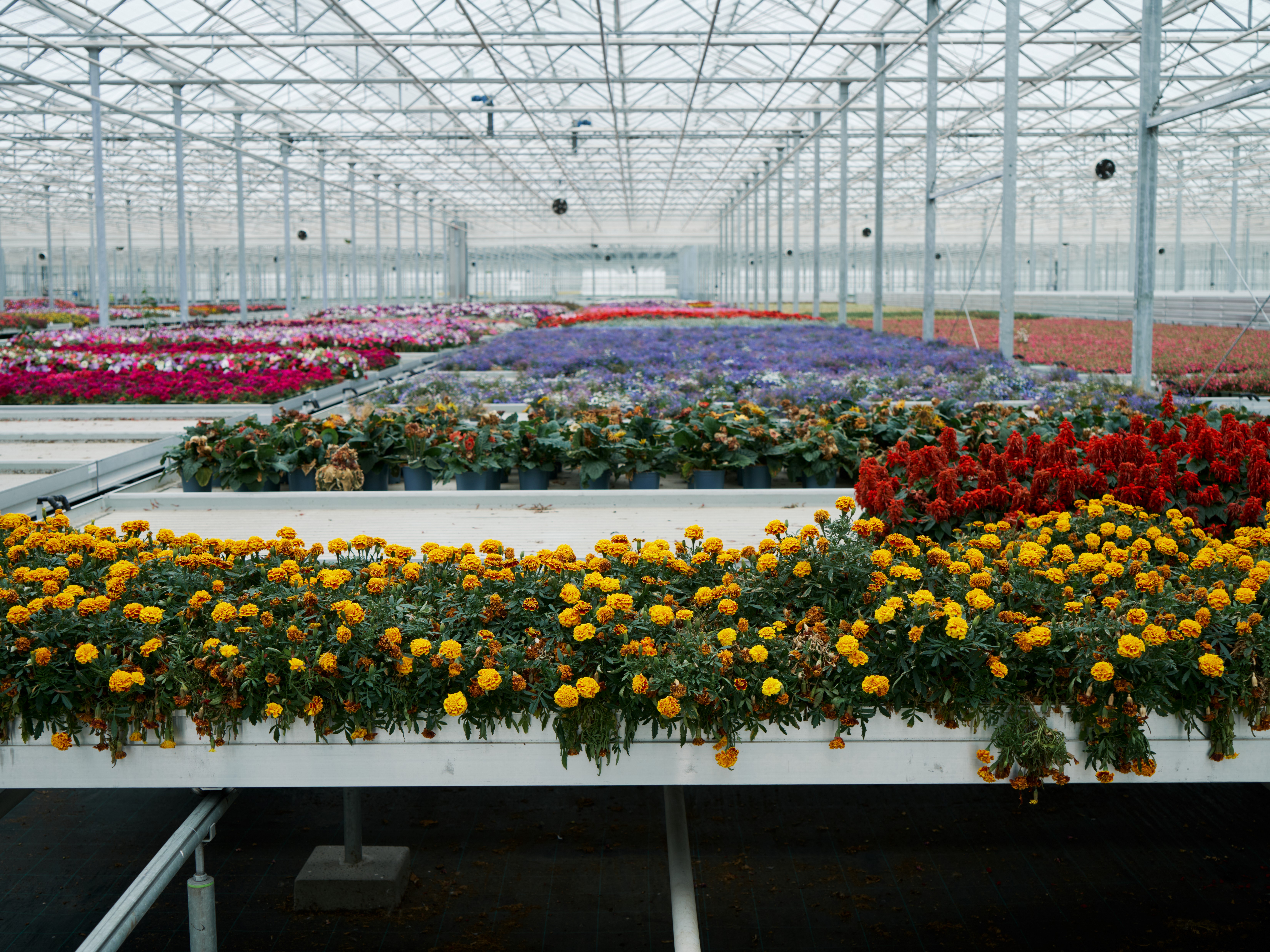 Unwanted marigolds stored at Bridge Farm Group's 60-acre greenhouse, soon to be tested by Unilever’s scientists for new fragrances. Photographer: Christopher Nunn Location: Spalding, Lincolnshire 