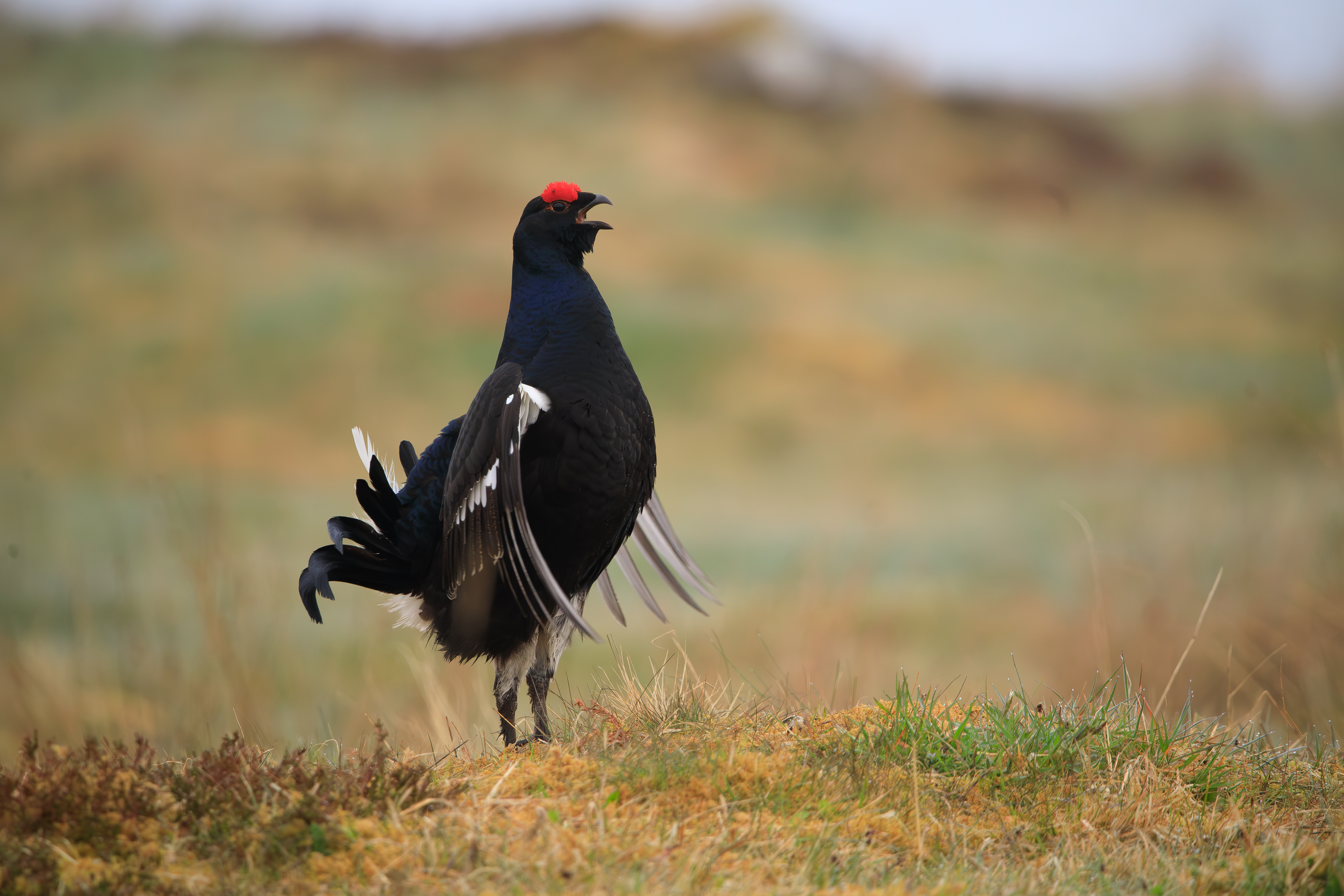 Black grouse rearing up and opening its beak in a wild setting