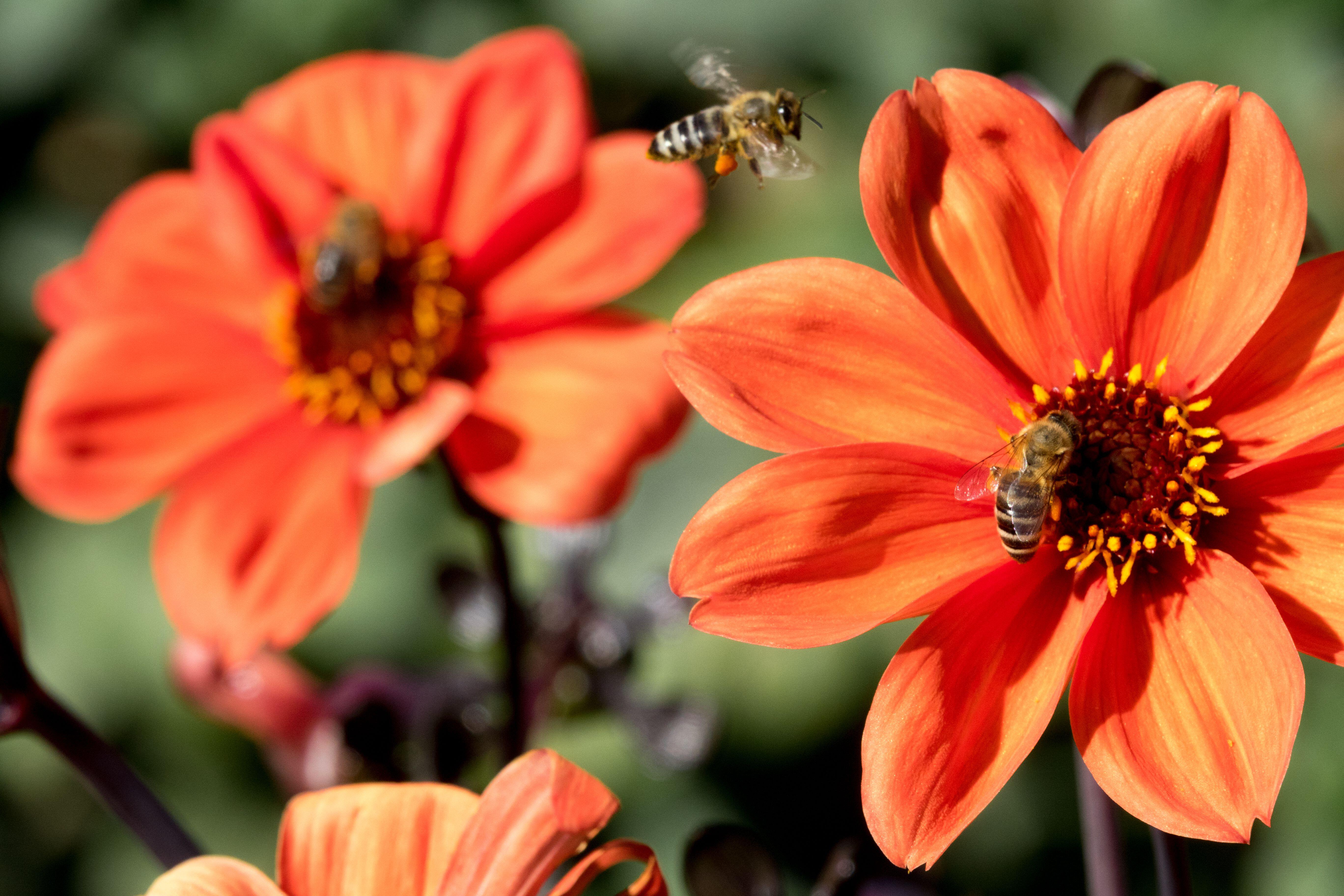 Wildlife friendly Dahlia 'Bishop of Oxford' (Alamy/PA)