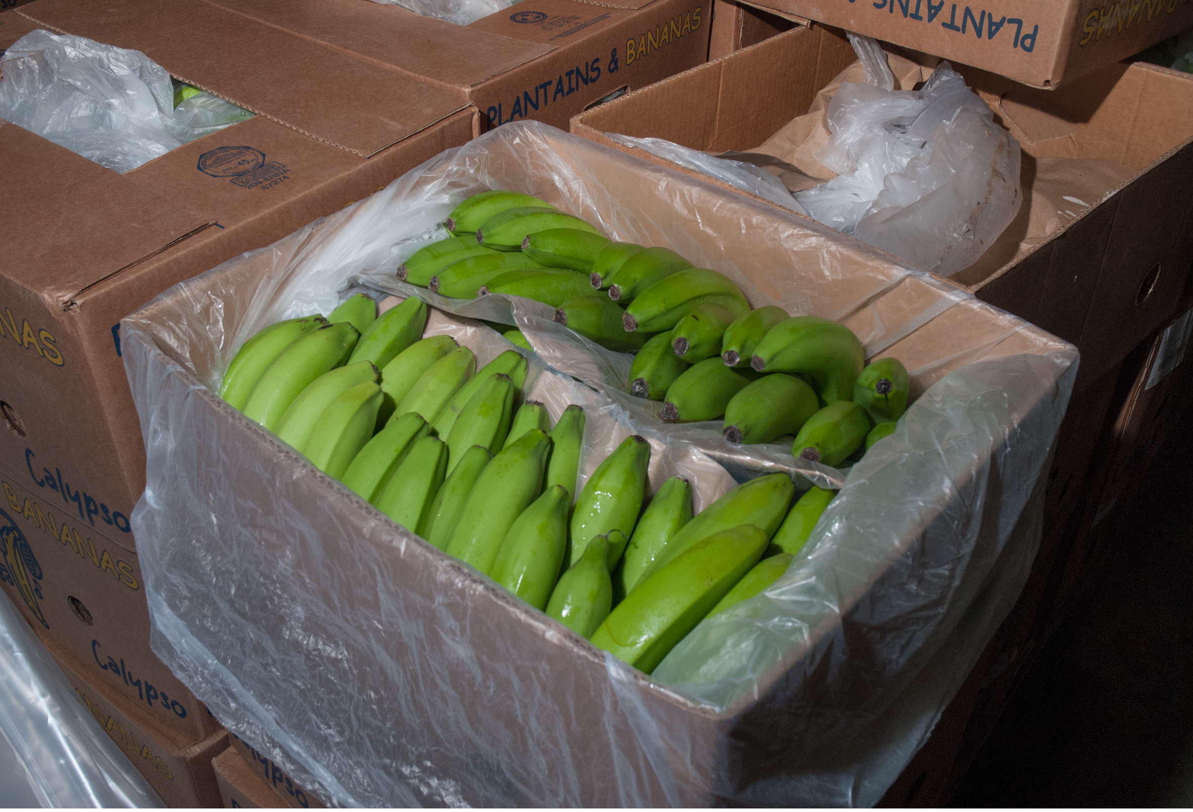 Bunches of green bananas in a box