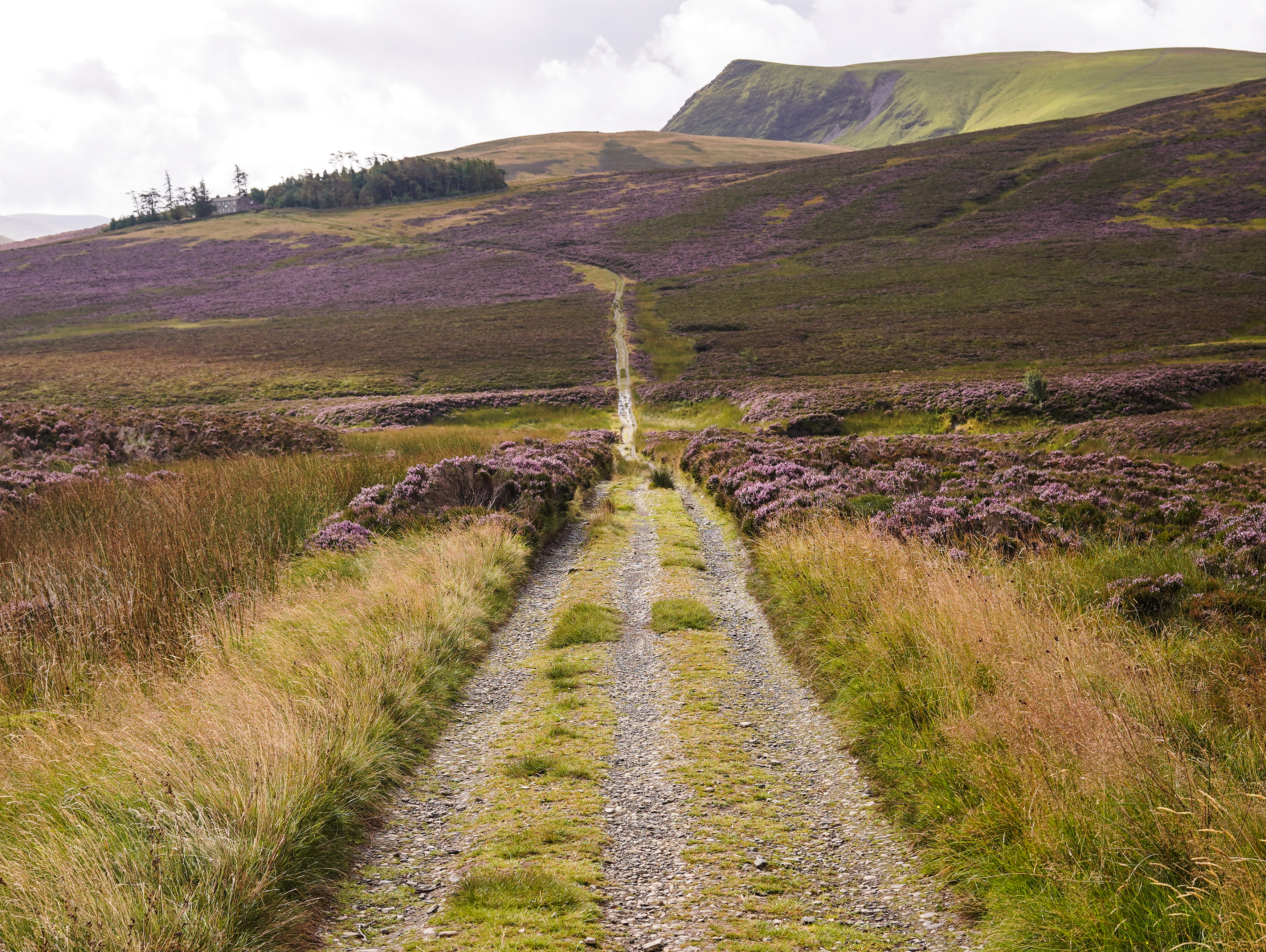 A track leading up Skiddaw through heather moorland