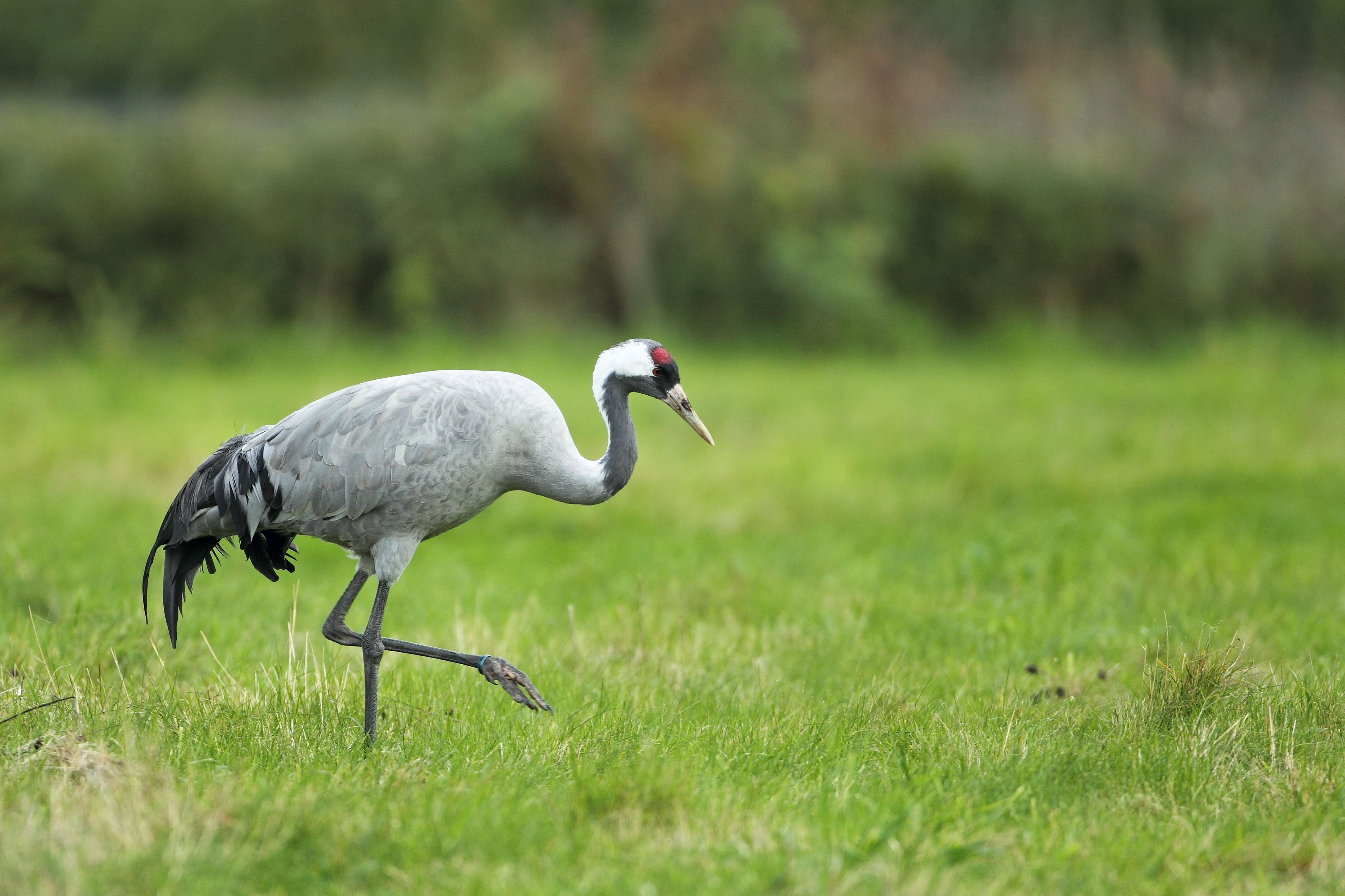 A common crane walking through grass