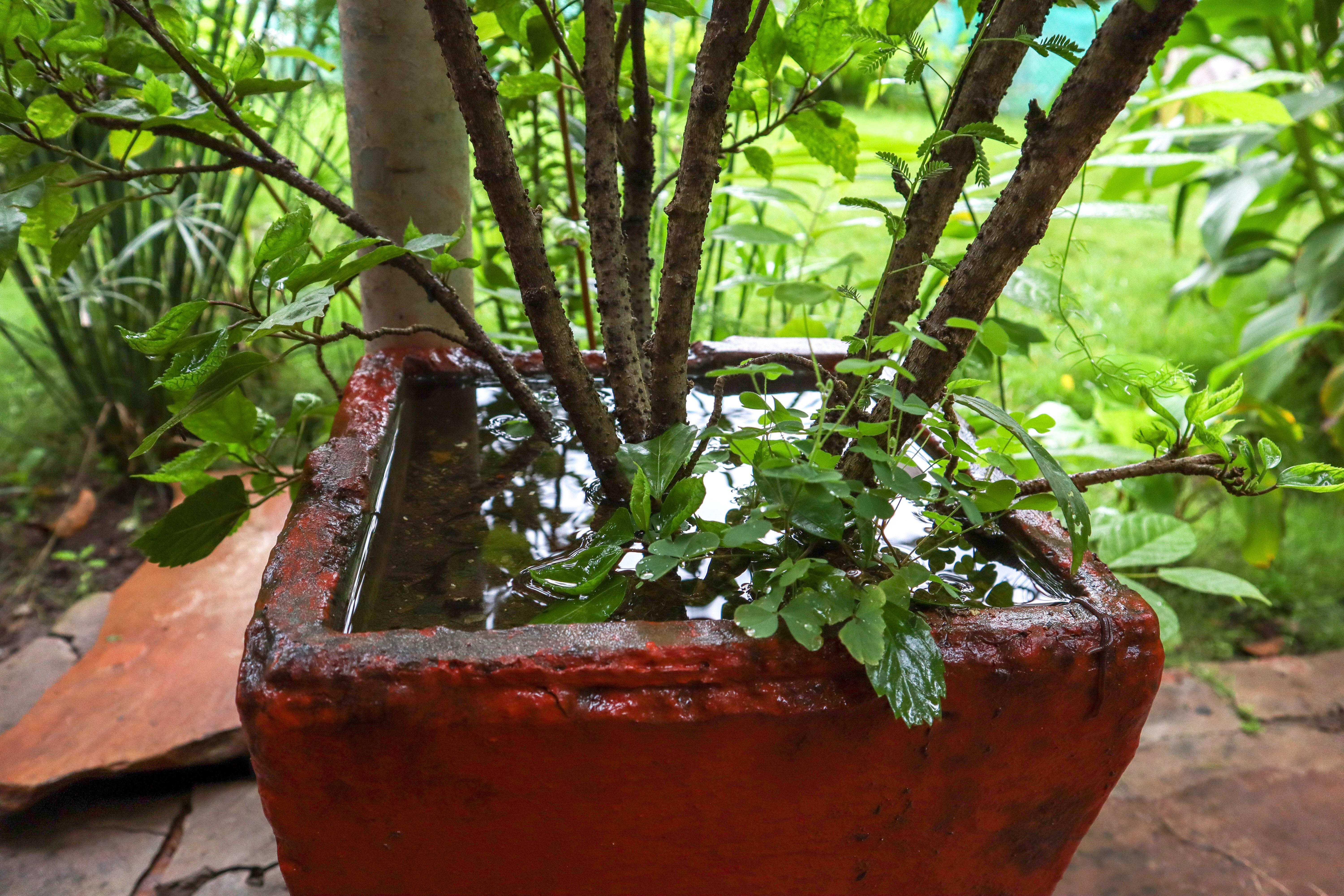 Waterlogged plant pot 