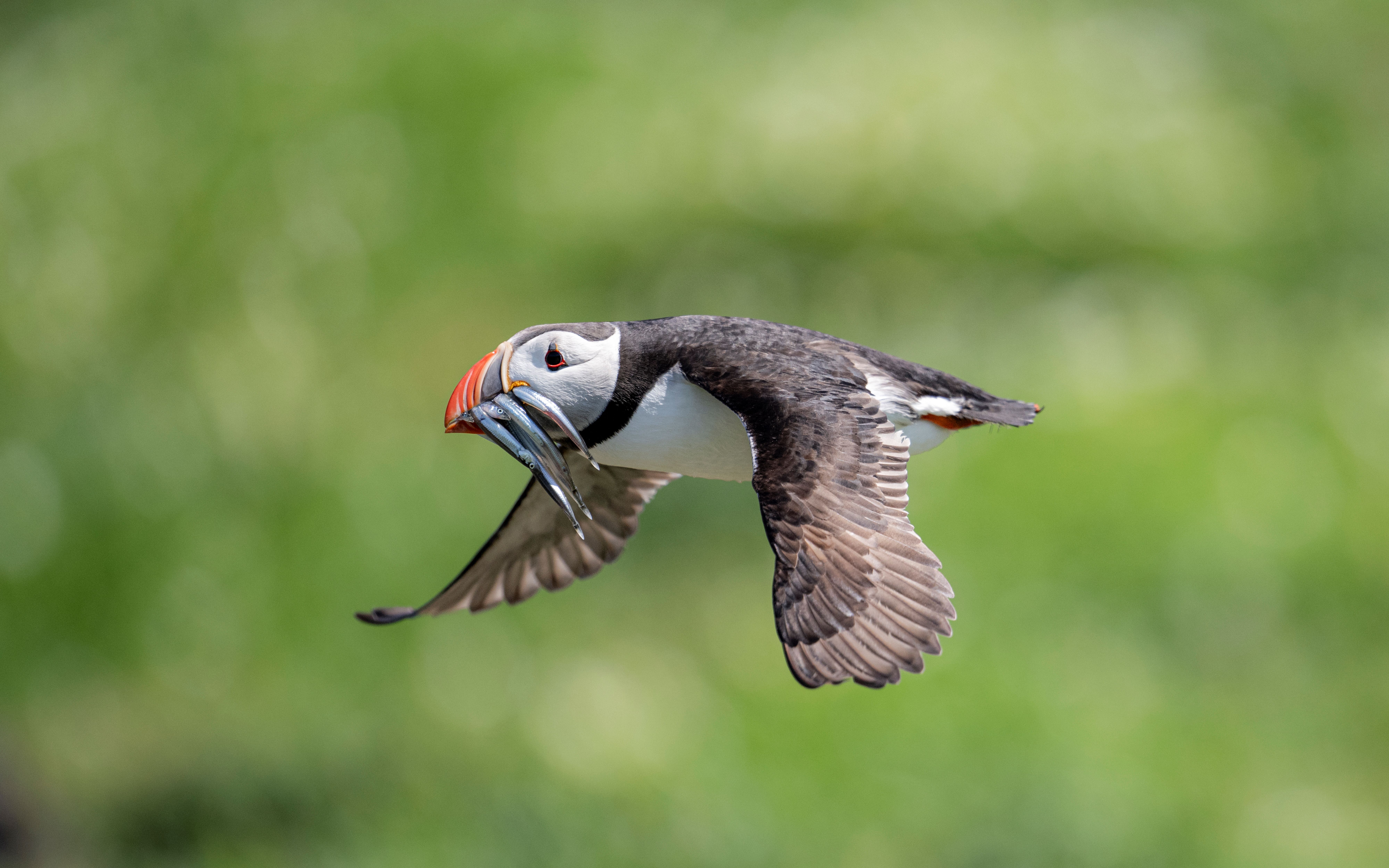 A puffin returning with a beak full of food for its 'puffling'