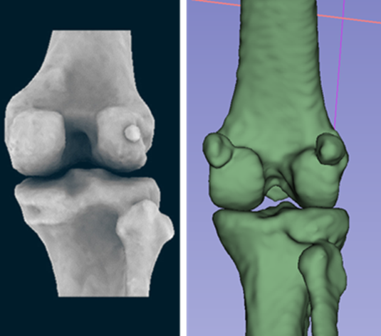 Fabella comparison between a human, left, and macaque knees