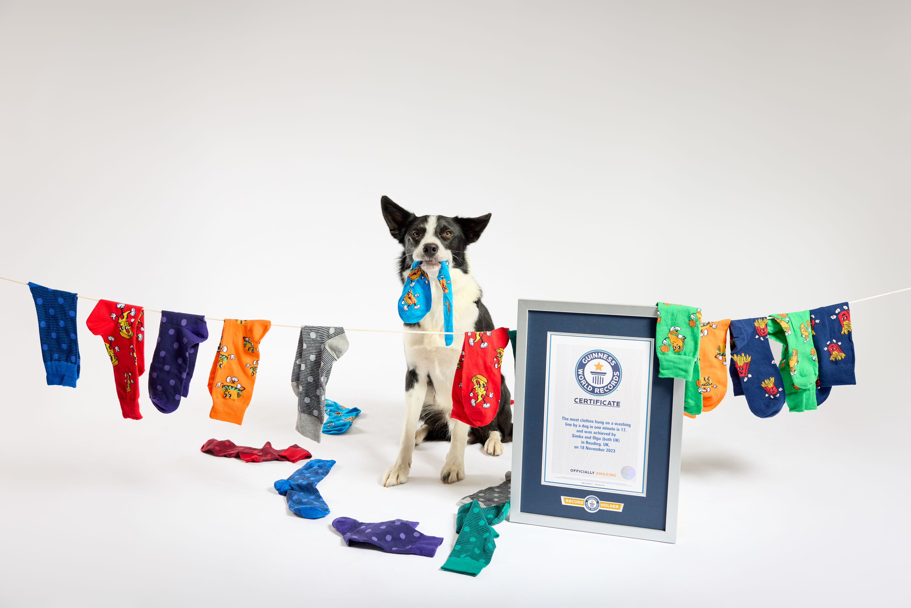 Simba broke the record for most clothes hung on a washing line by a dog in one minute