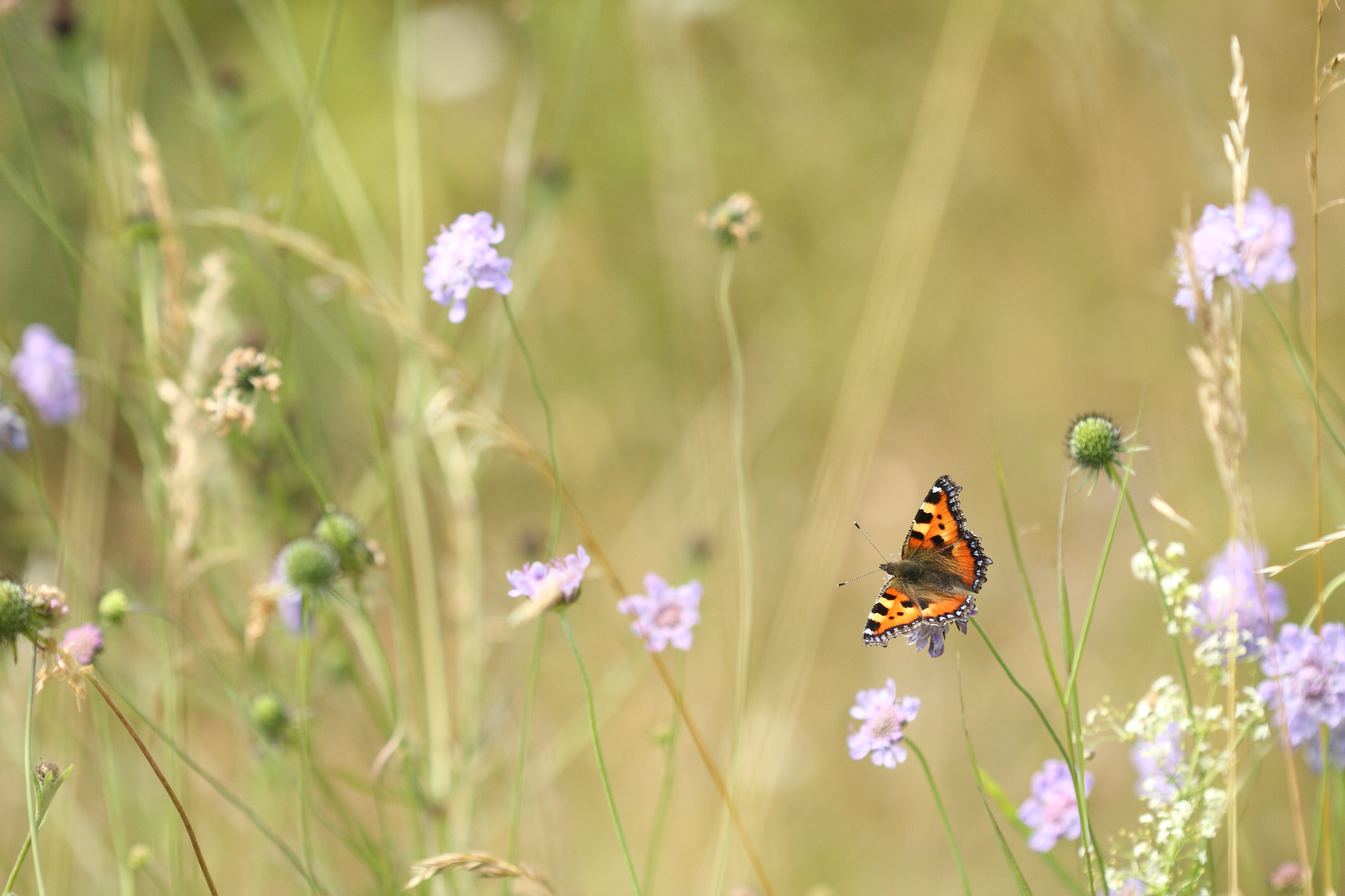 A small tortoiseshell butterfly resting on field scabious with flowers and grasses behind