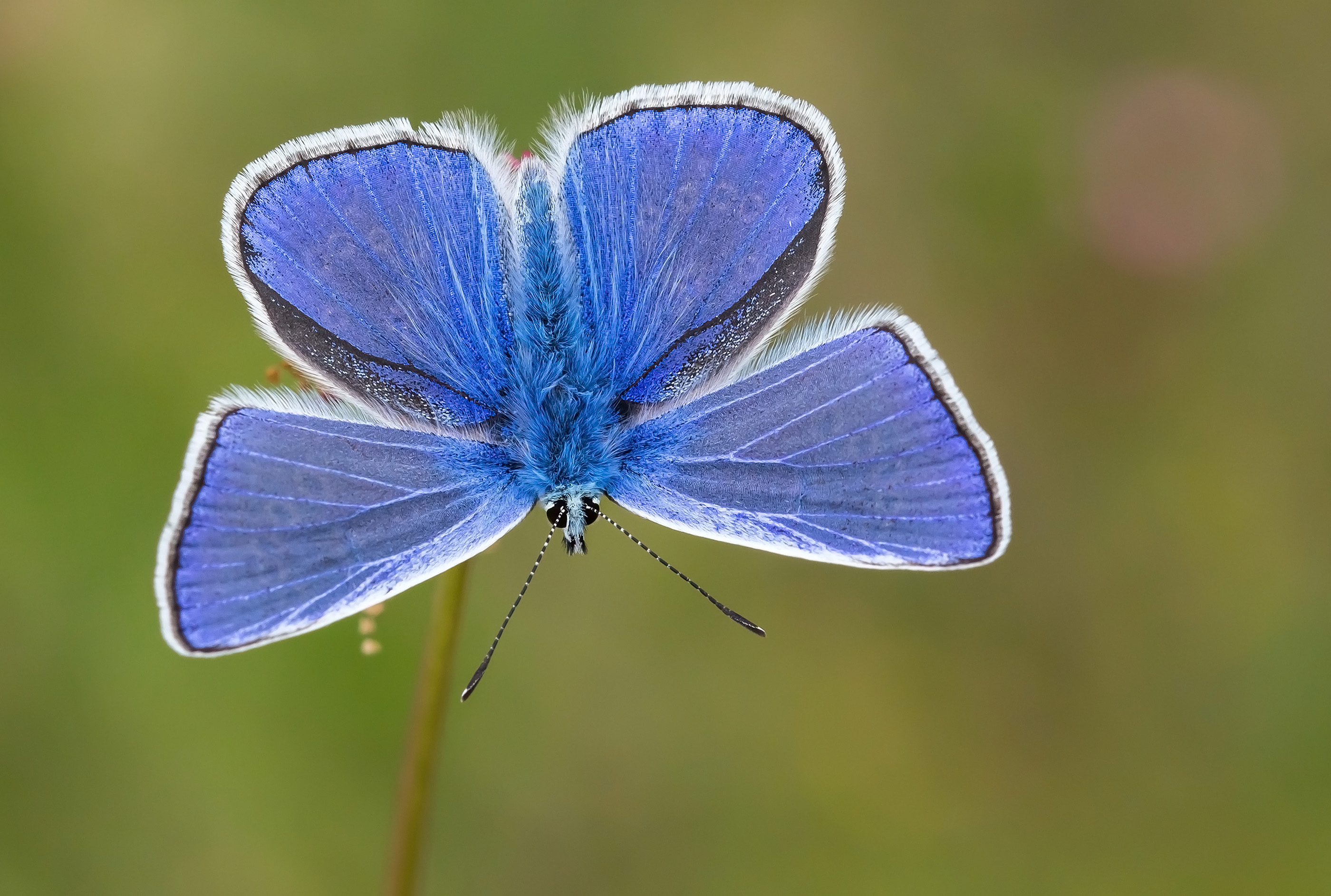 A common blue butterfly rests on a plant