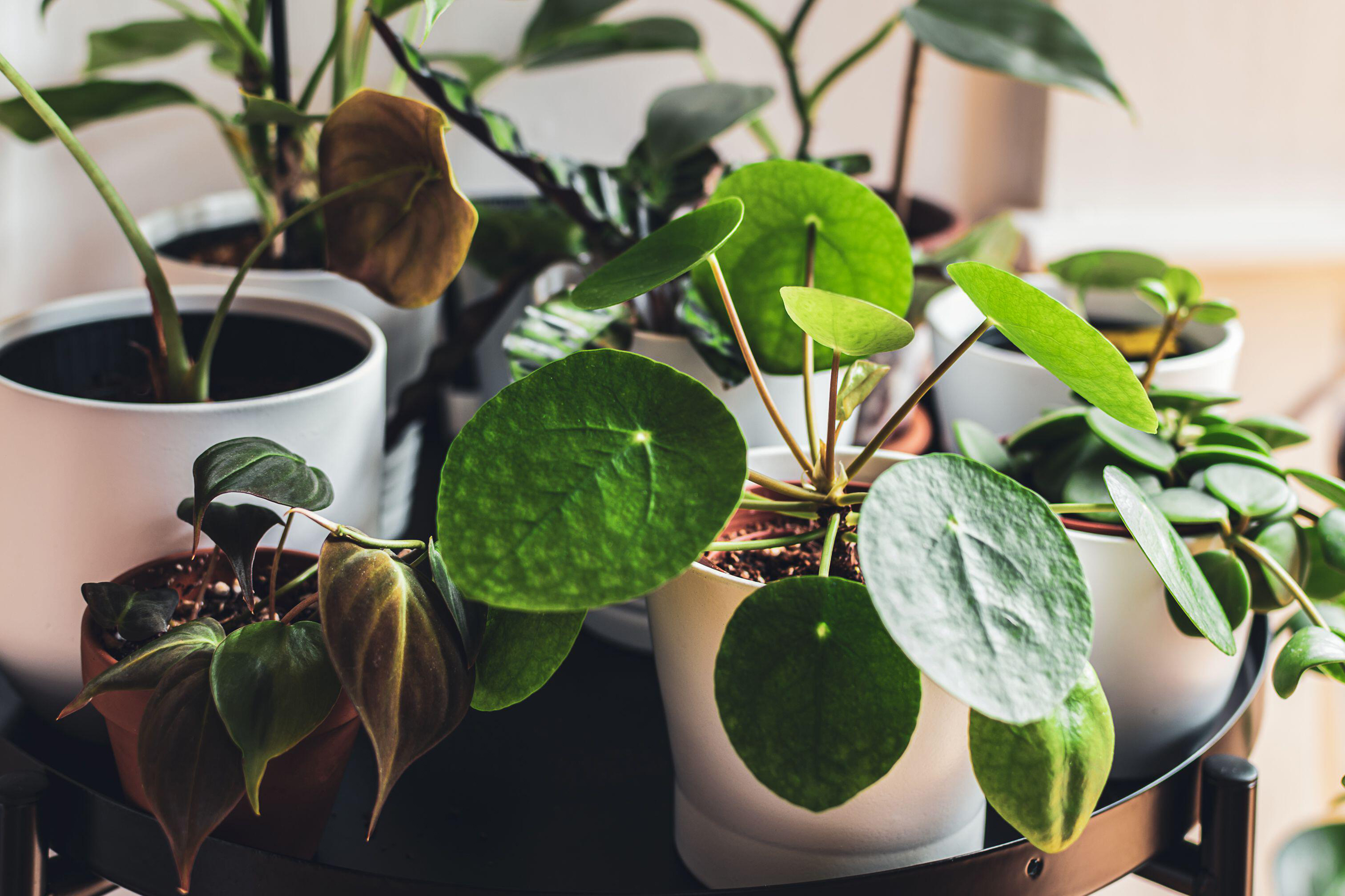 Exotic houseplants in white pots arranged on a metal plant stand