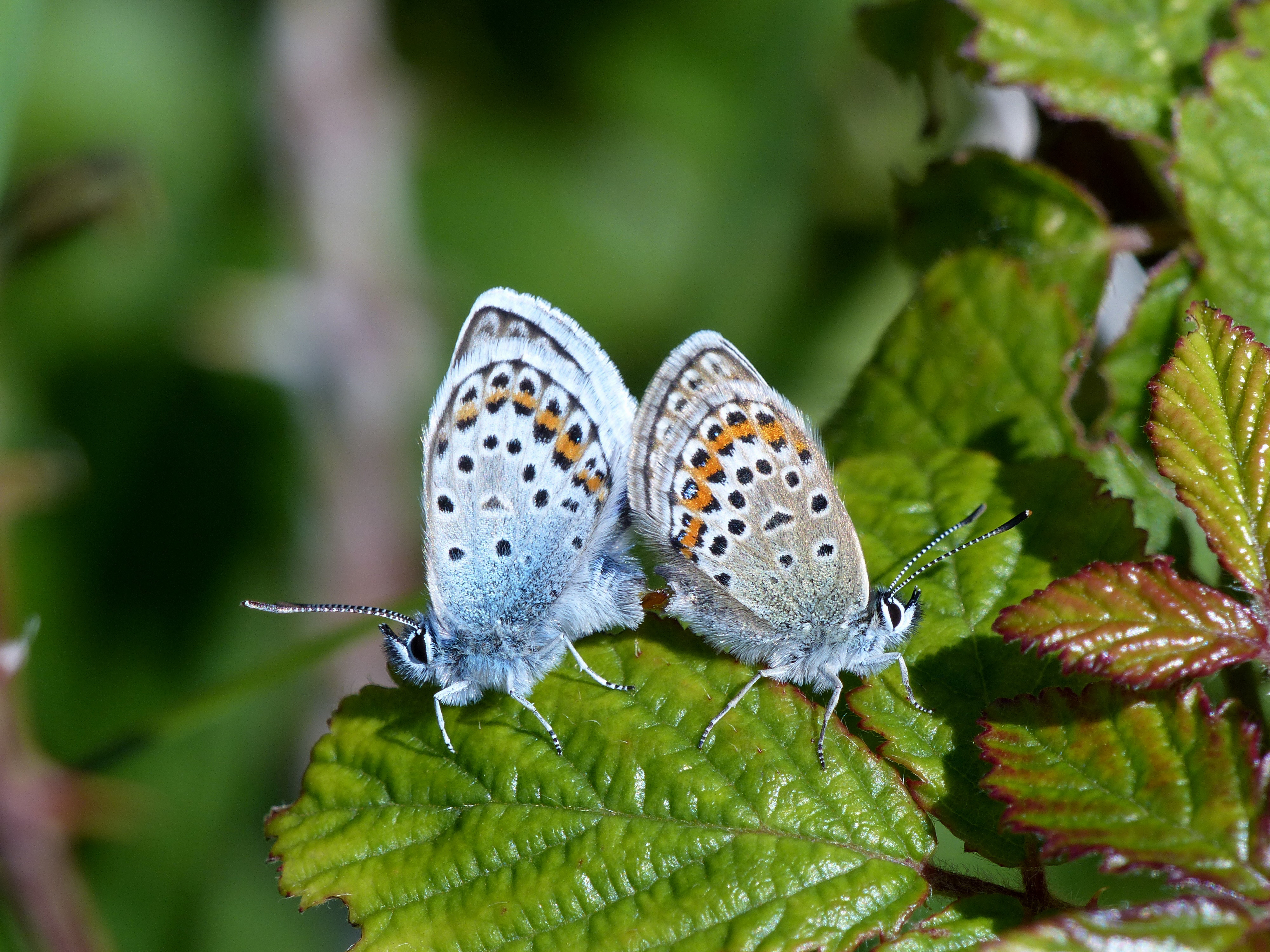 A mating pair of silver-studded blues