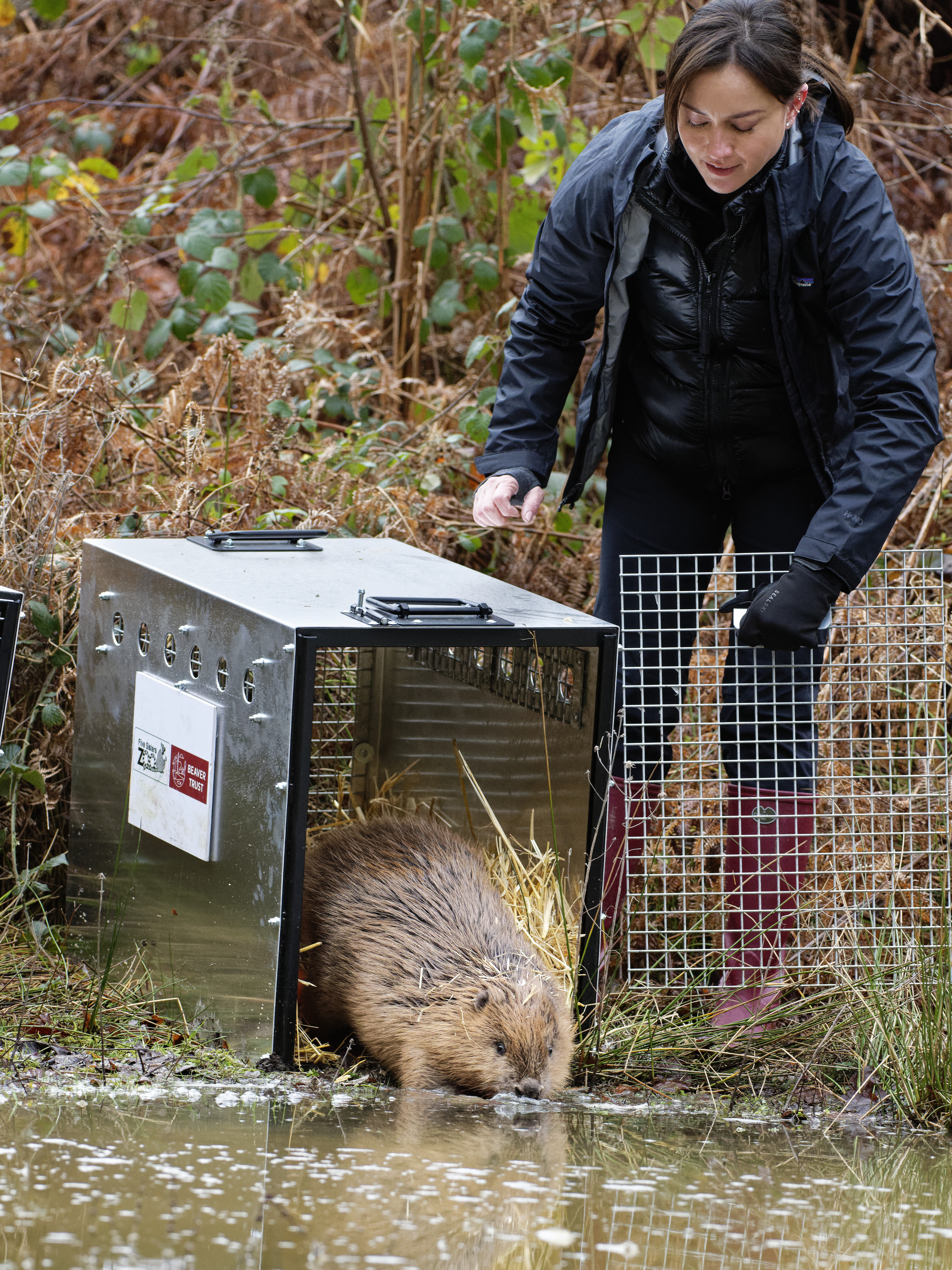 Hazel the beaver being released by Mandy Lieu in 2023 at Ewhurst Park, Hampshire. (Nick Upton)