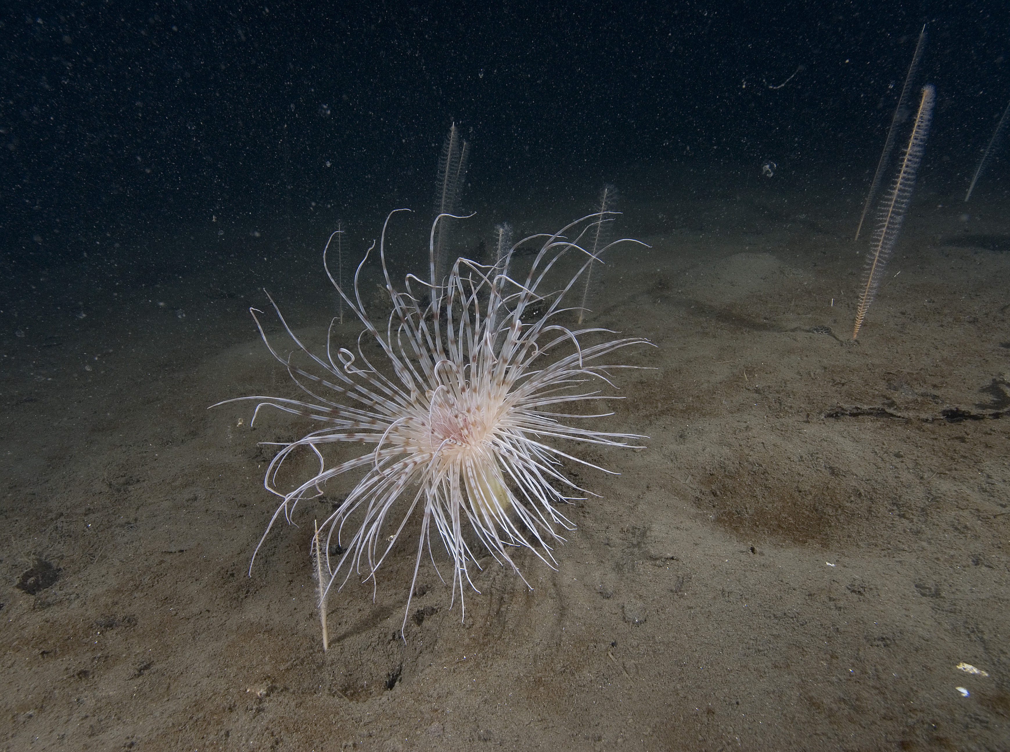 Fireworks anemone on the seabed