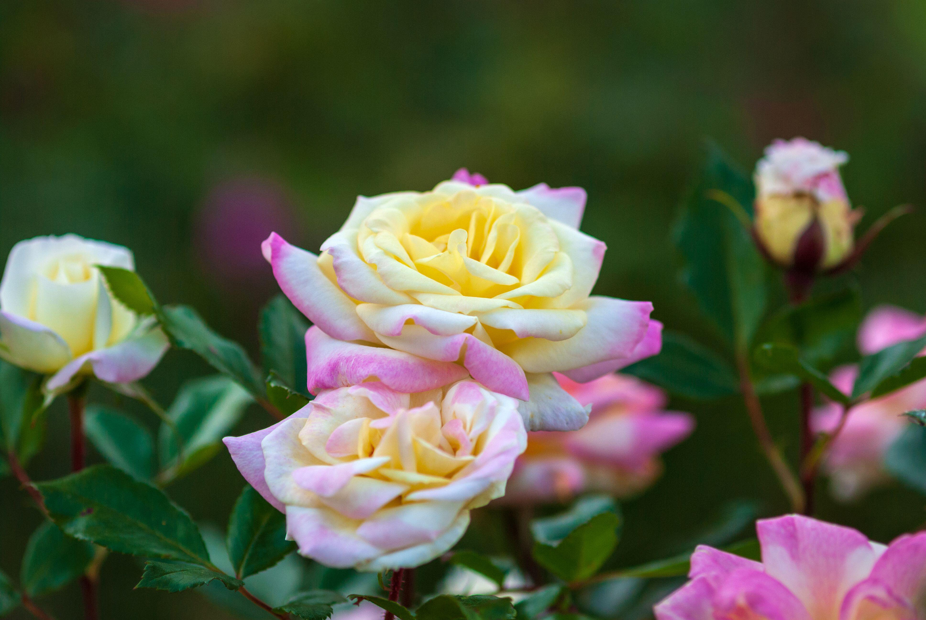 Garden roses in bloom