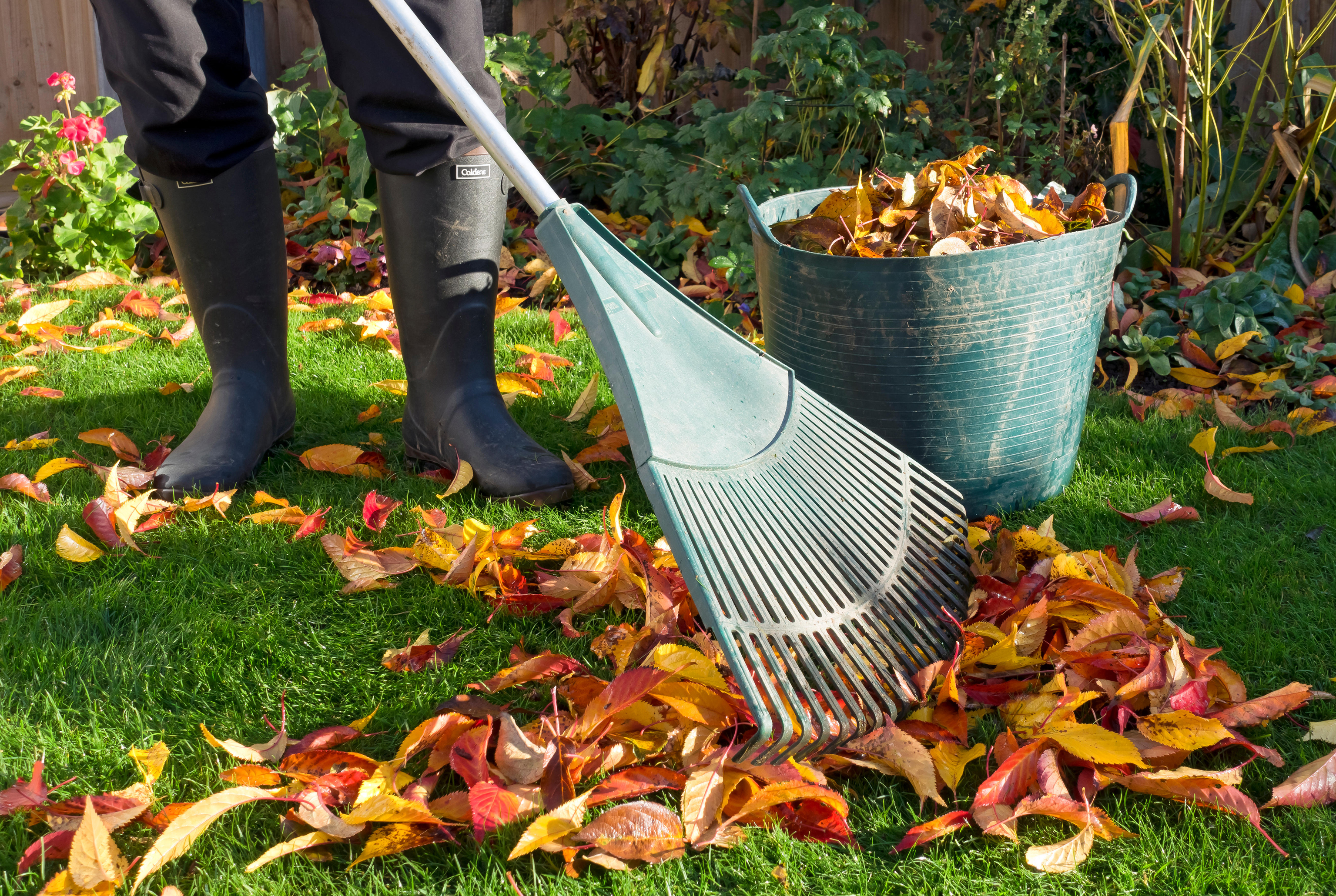 Man raking fallen leaves in autumn 