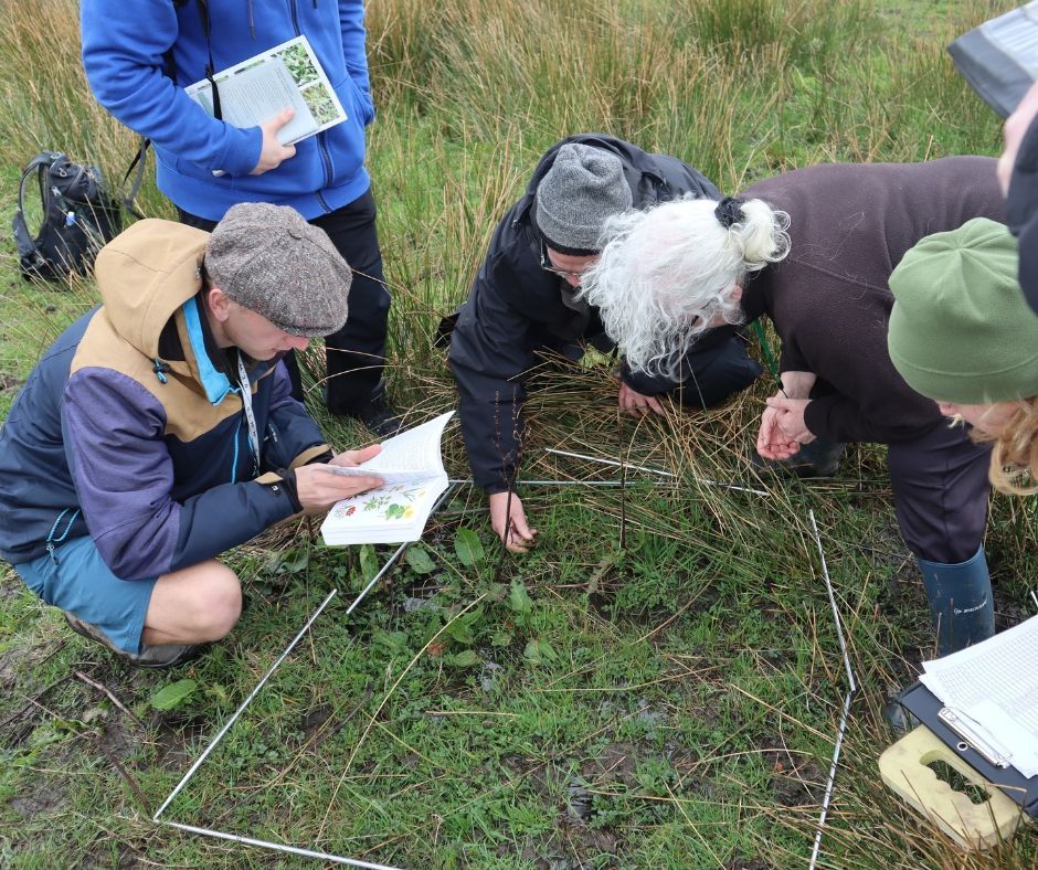 A group of people around a marked out area surveying for plants