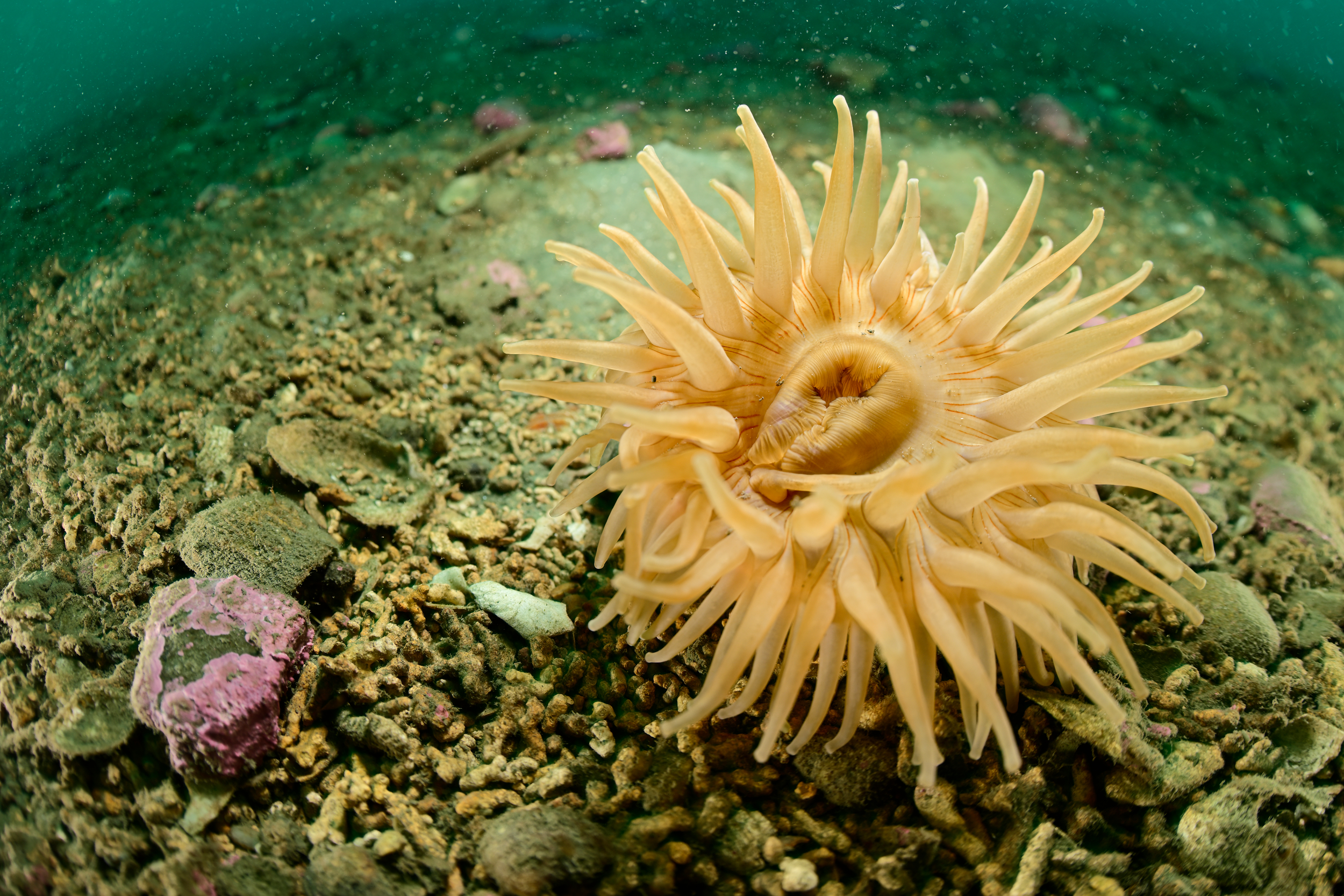 Yellow sea anemone on the seabed