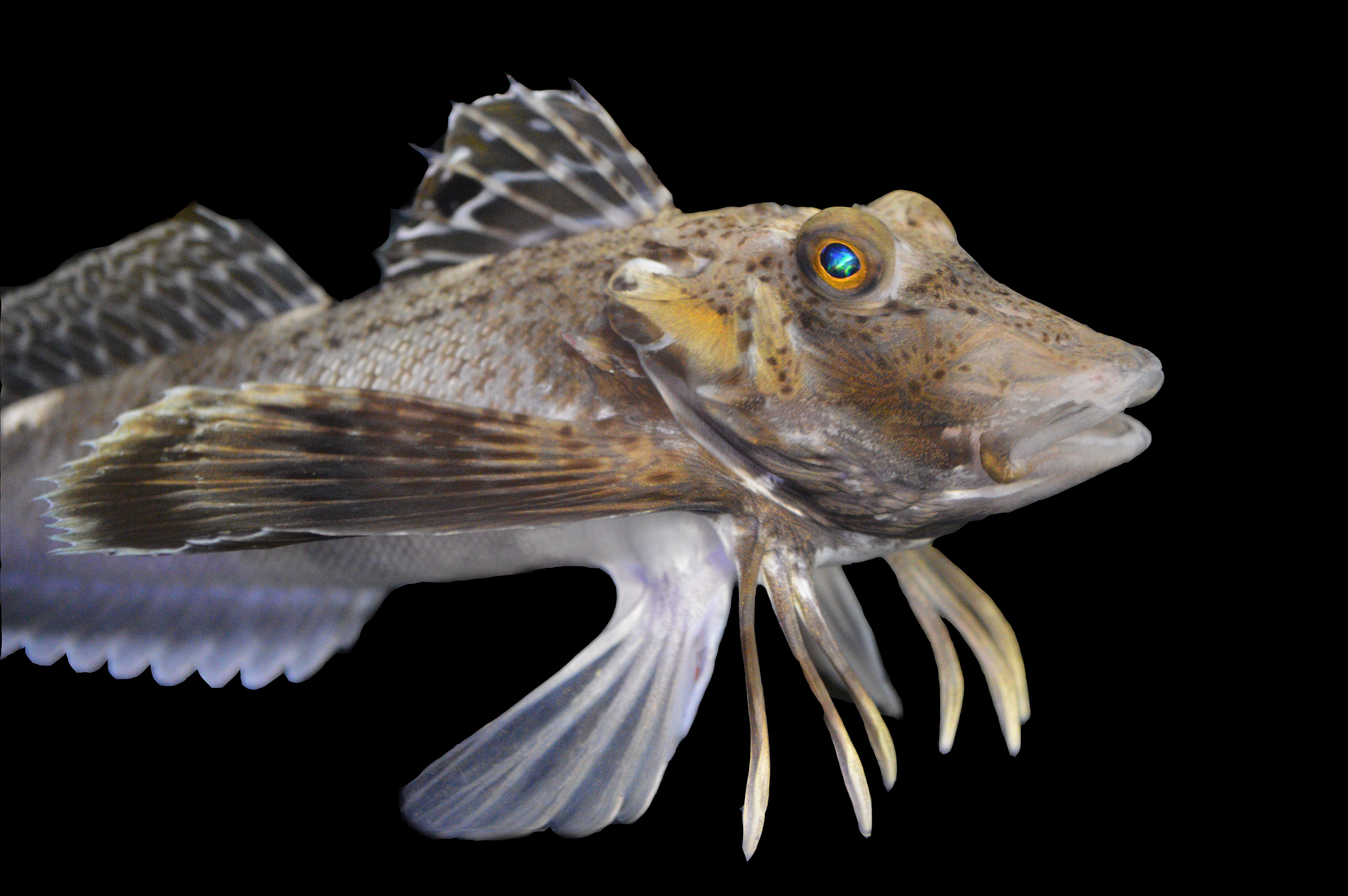 The Prionotus carolinus sea robin species