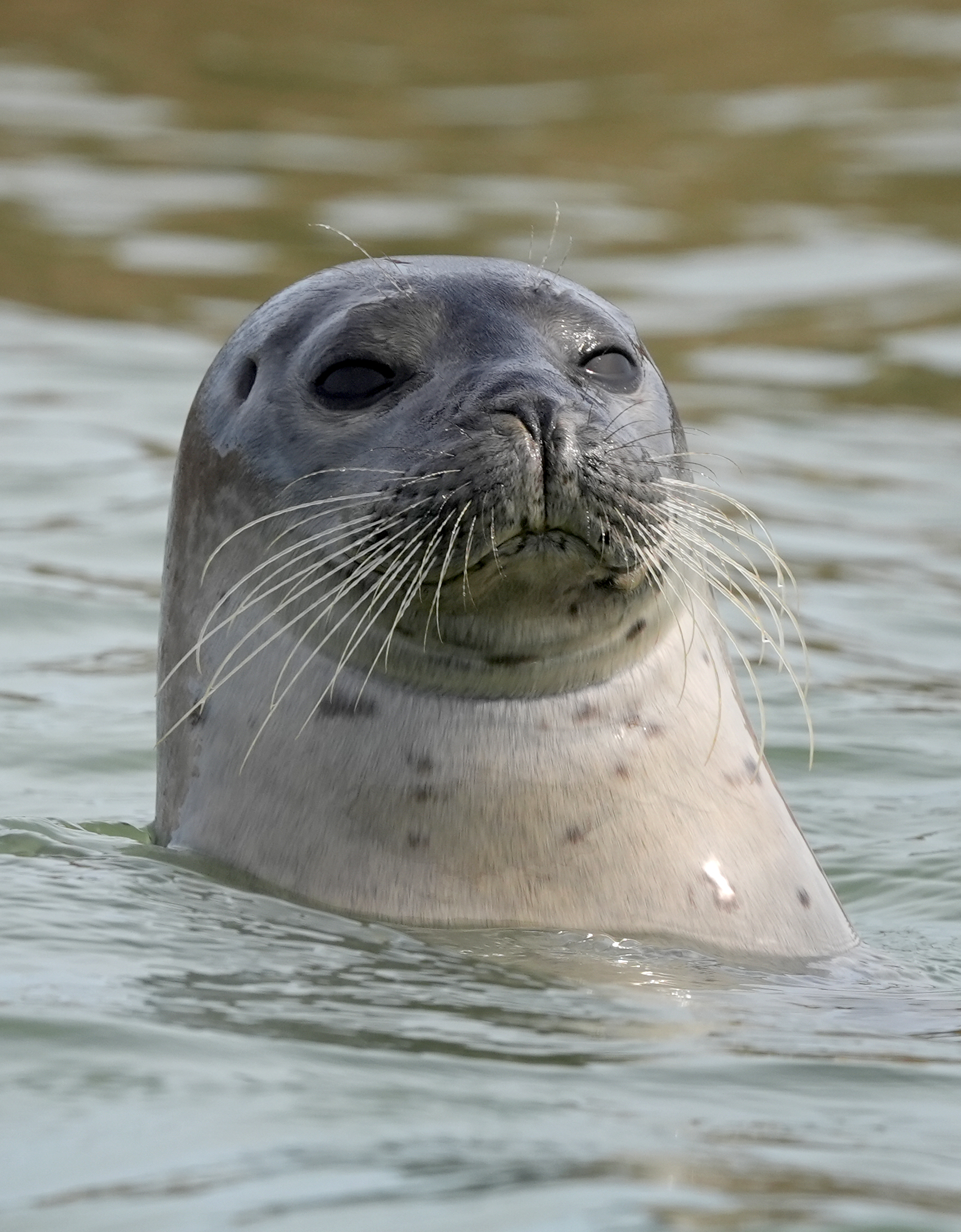 A seal pops its head above the water in the River Stour near Ramsgate, Kent. (Gareth Fuller/PA)