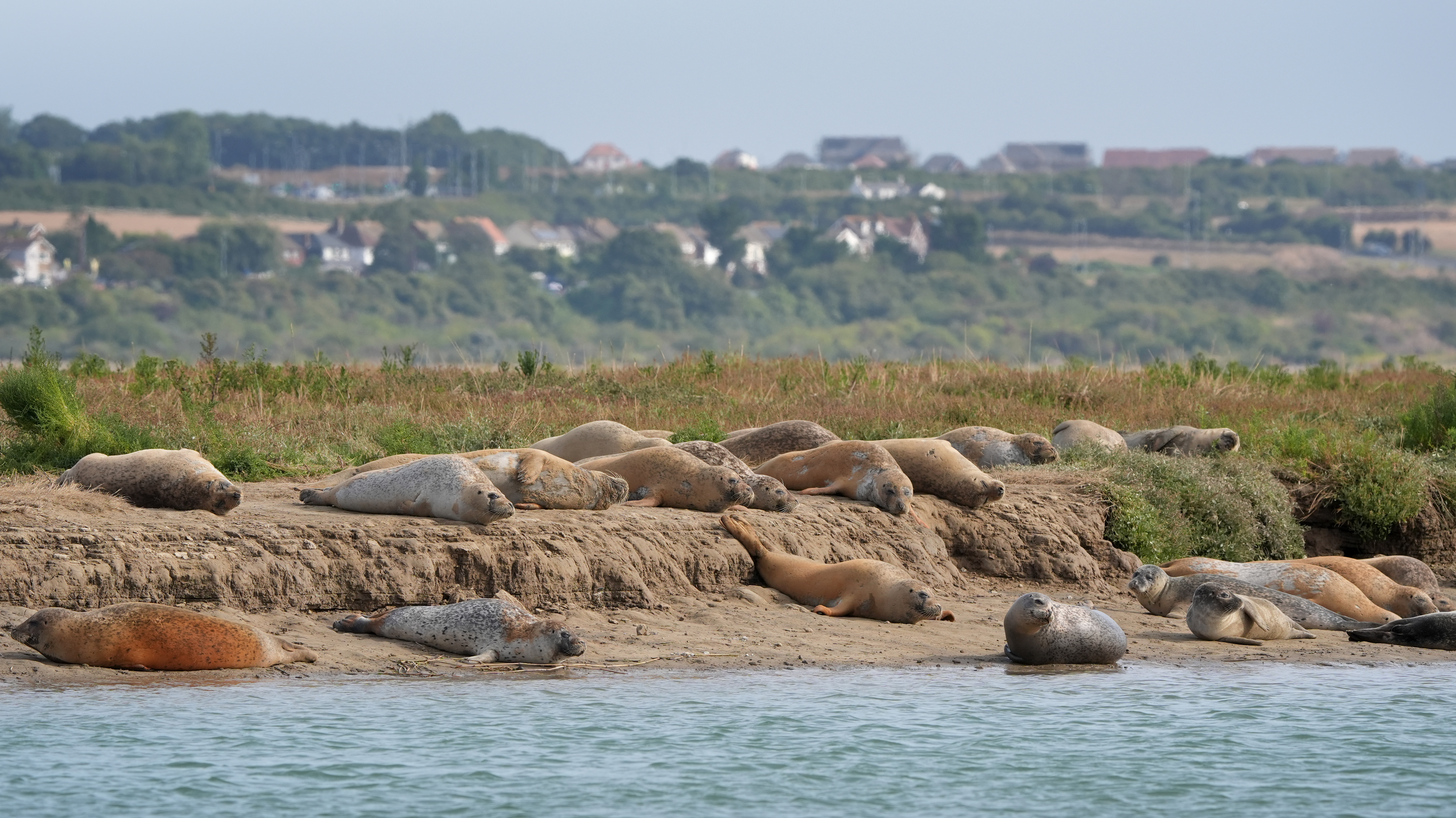 Seals on the banks of the River Stour near Ramsgate in Kent as the Zoological Society of London (ZSL) conducts its annual seal census to build a comprehensive picture of the population of adult seals and pups. (Gareth Fuller/PA)