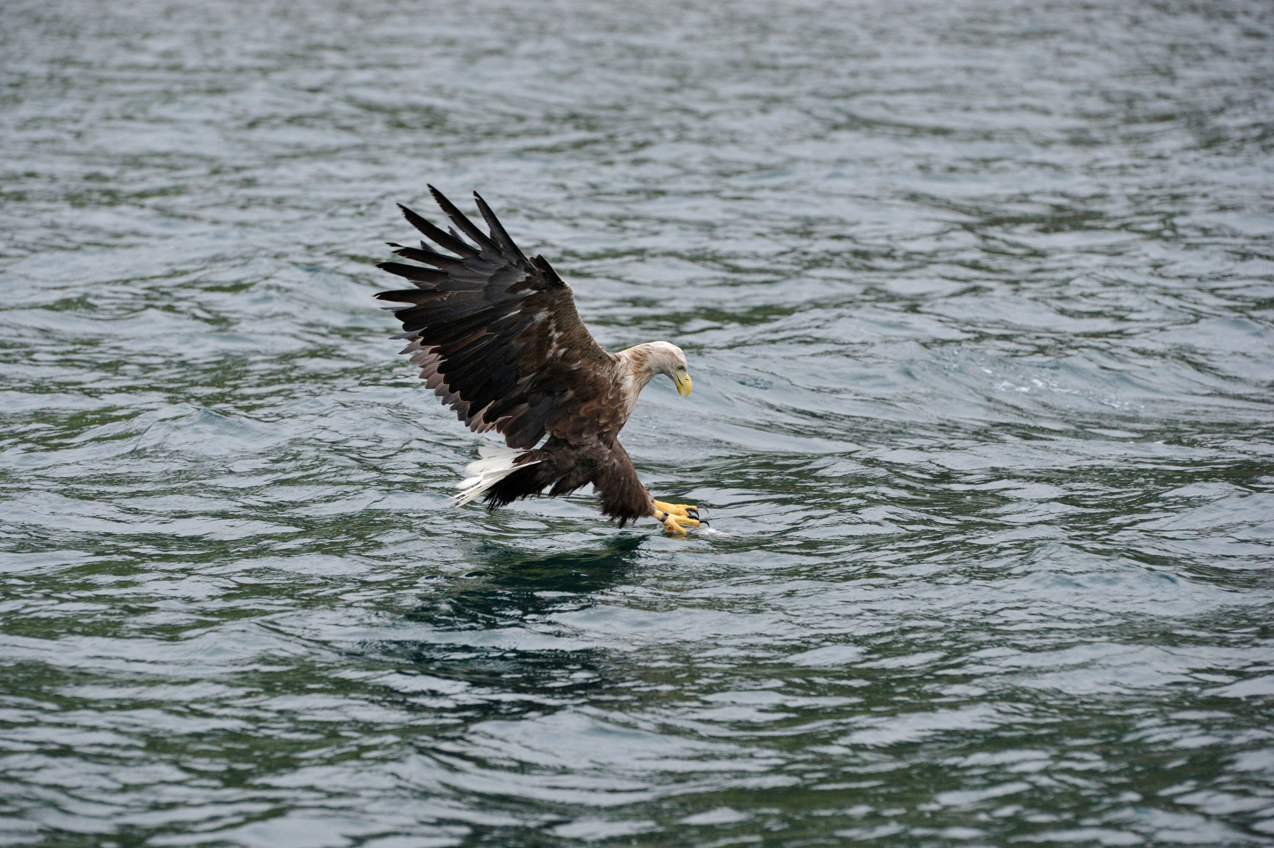 A white-tailed eagle hunting for fish