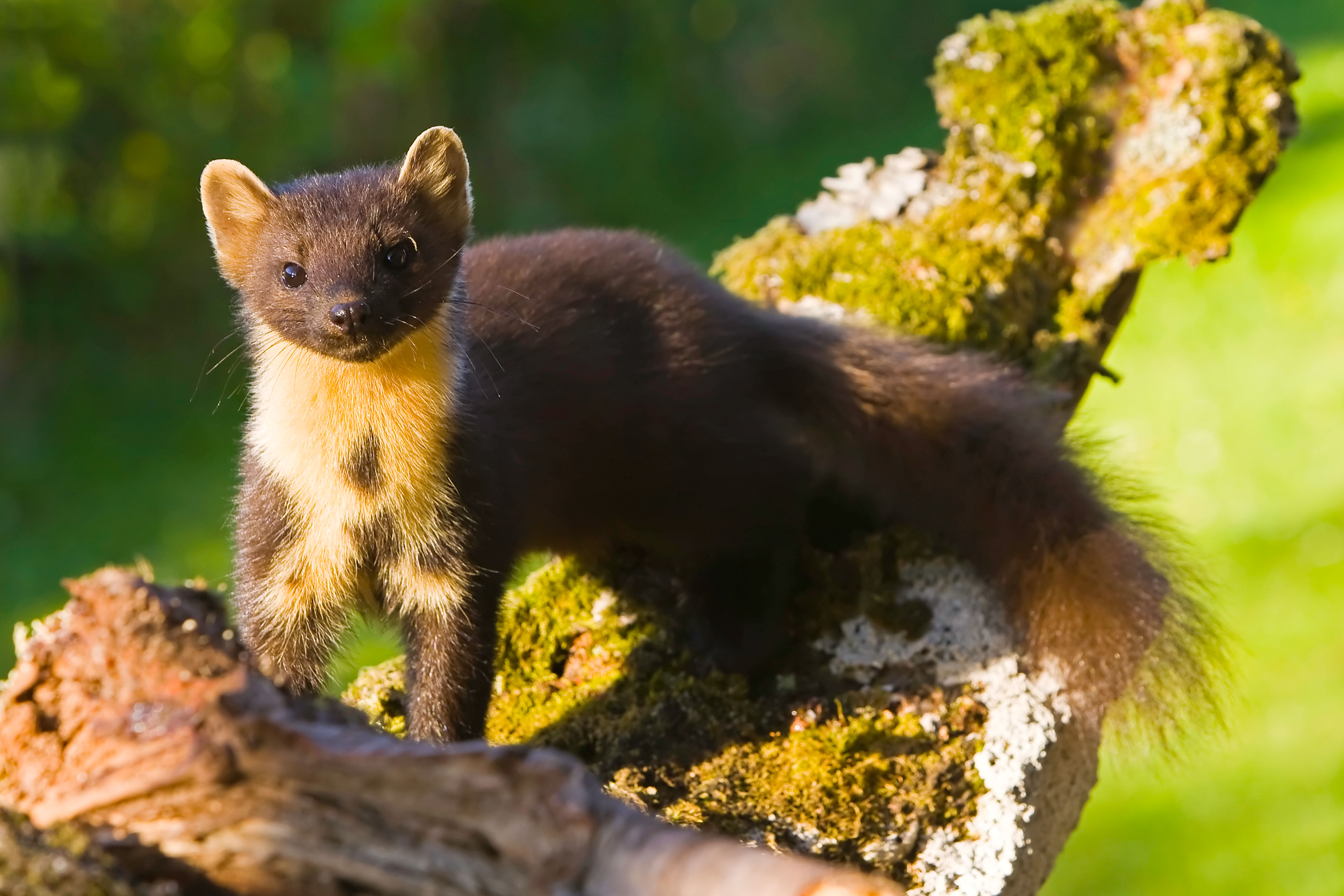 A pine marten in sunshine on a moss and lichen covered log